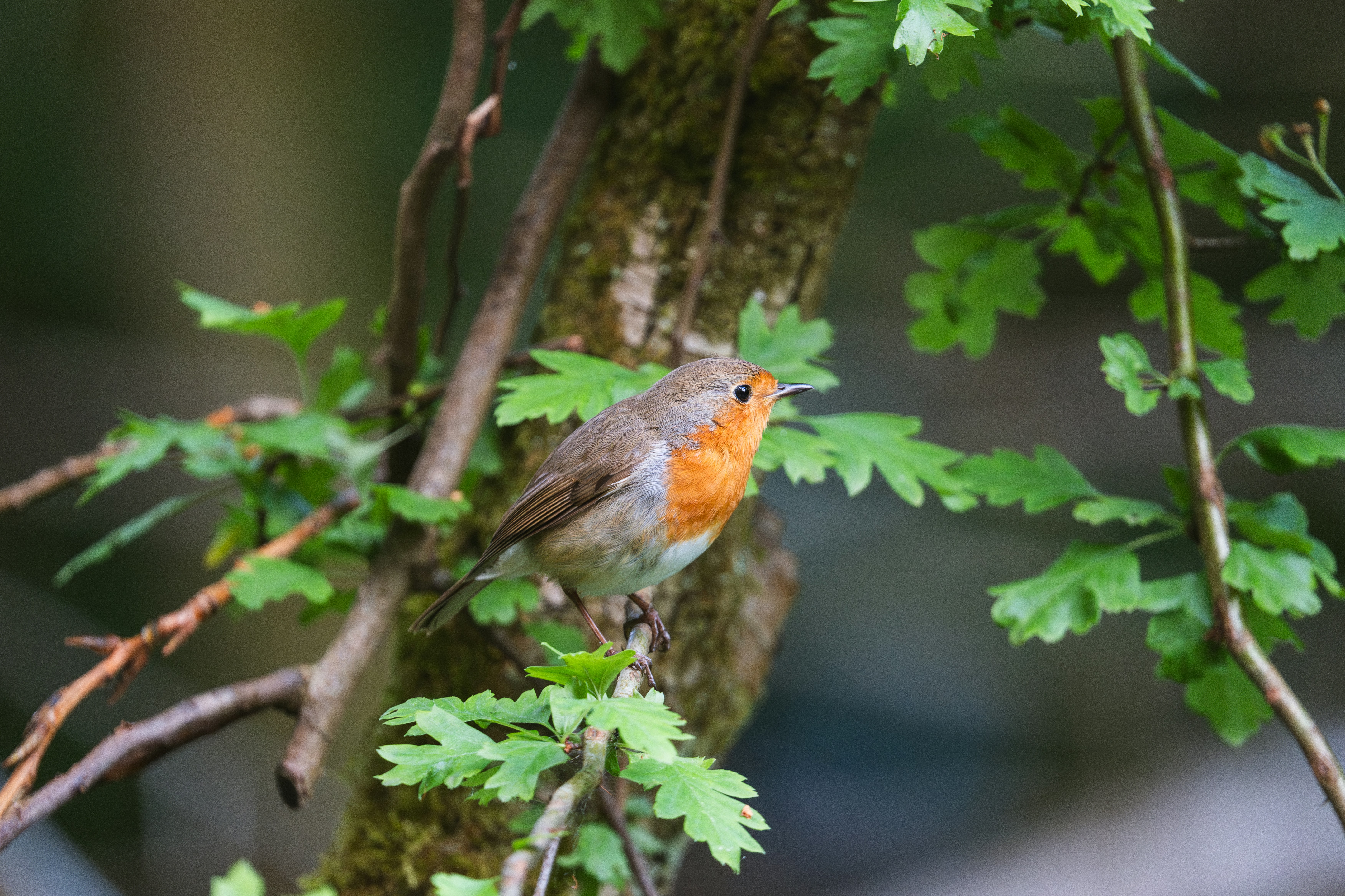 Ein Rotkehlchen sitzt auf einem Ast.