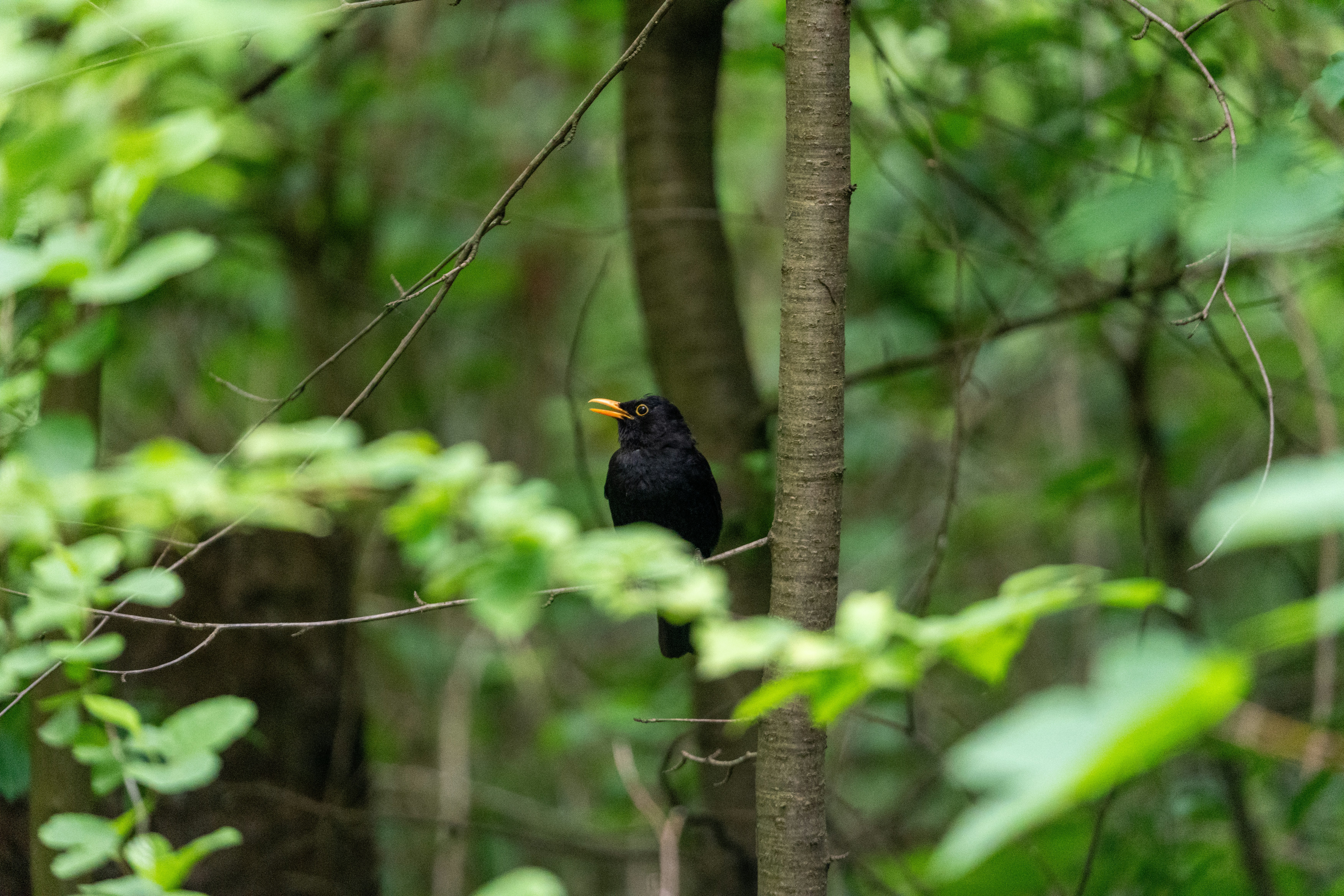 Eine Amsel sitzt auf einem Ast im Wald.