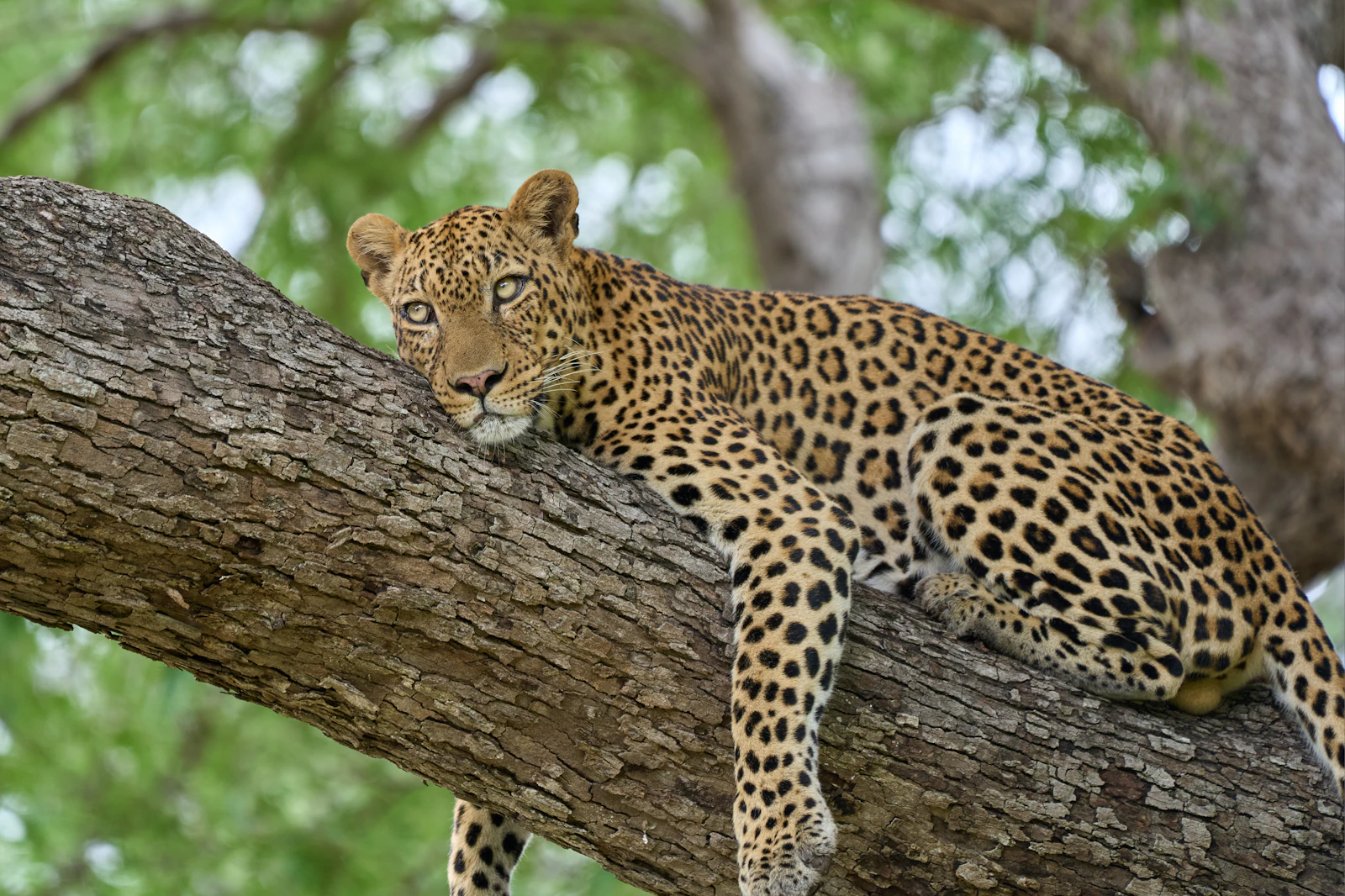 A leopard resting along a branch — South Luangwa, Zambia