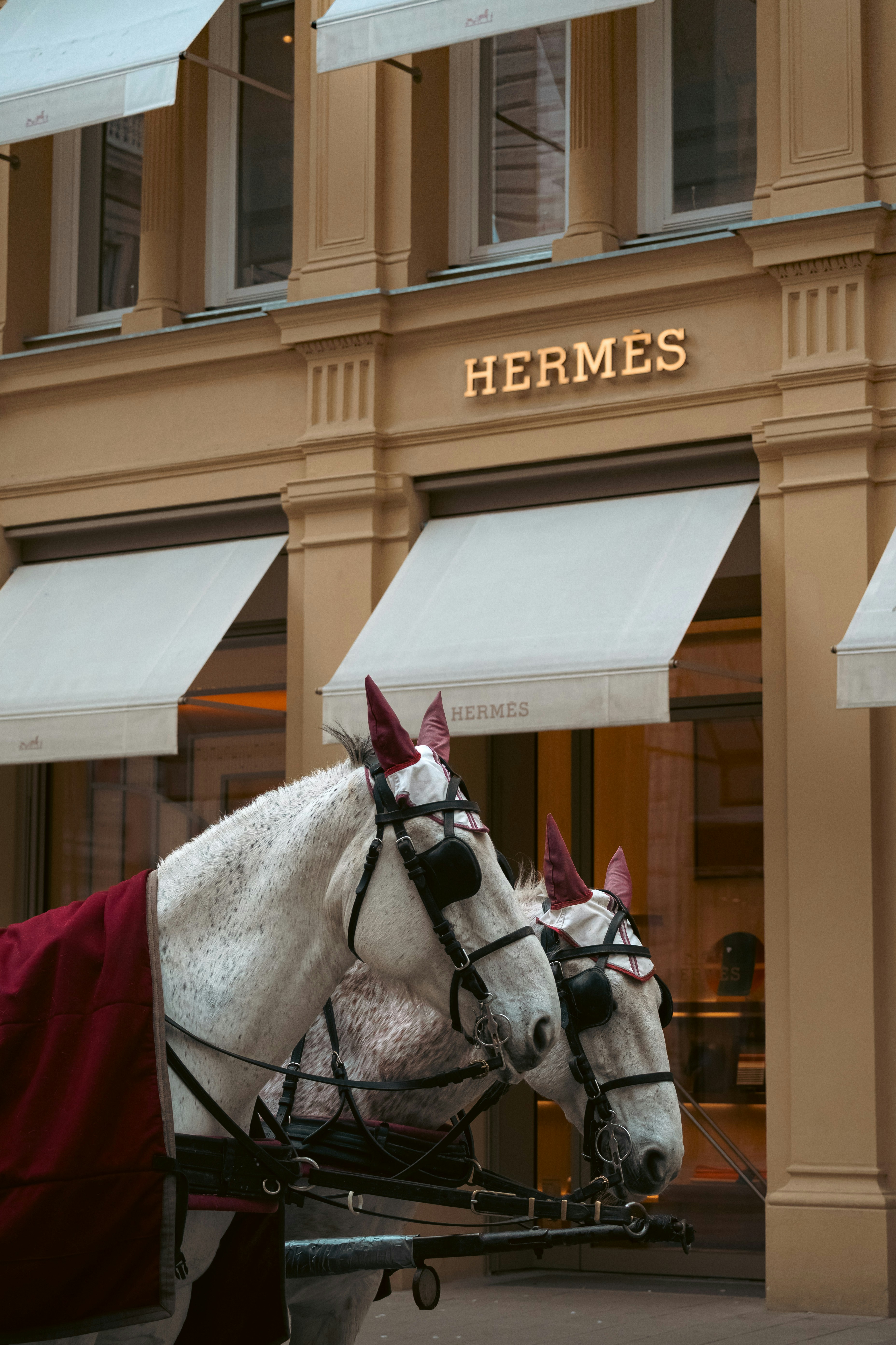 Horses stand outside an hermes storefront.