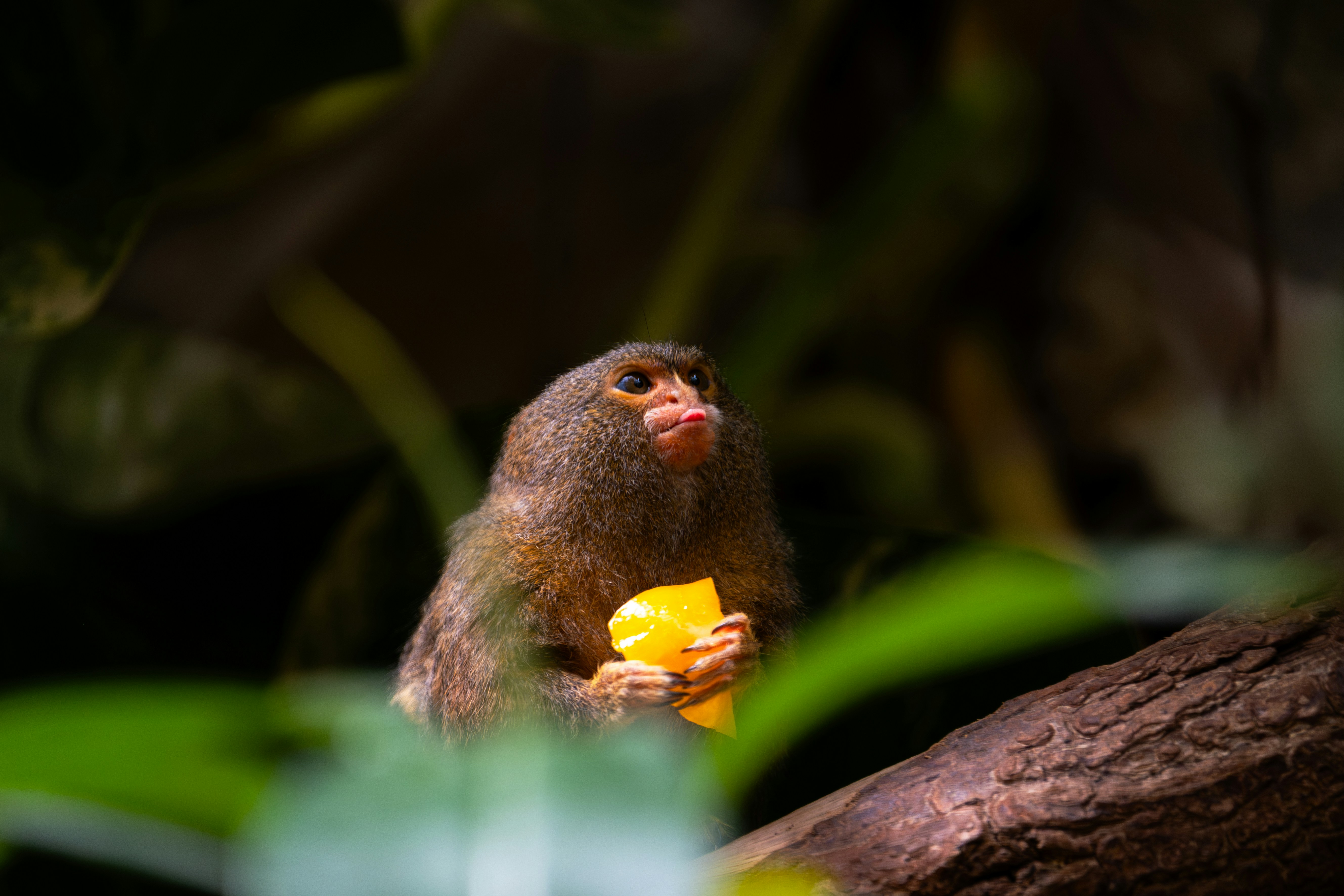 Monkey enjoys a tasty treat amongst the leaves.