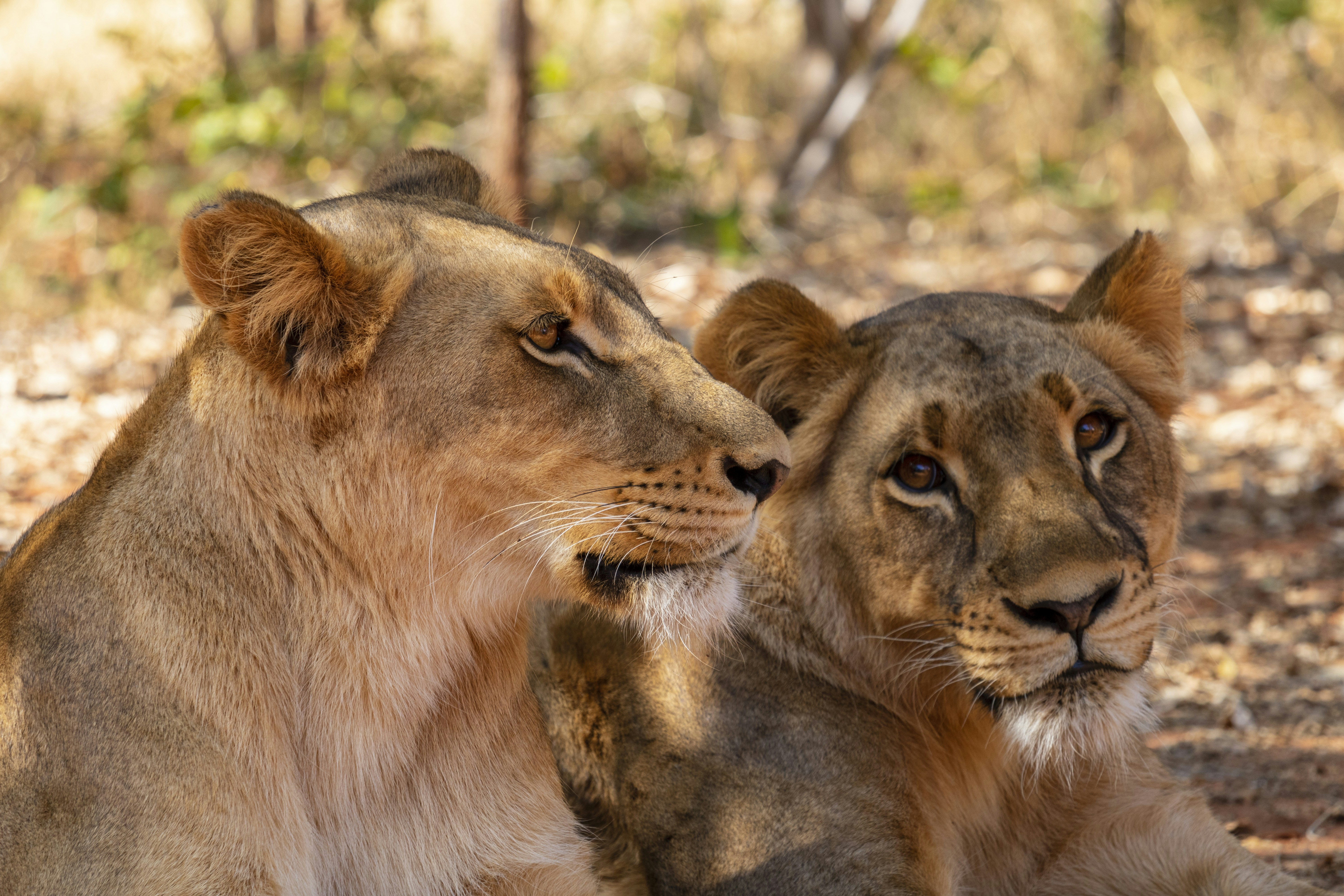 두 마리의 암사자가 햇볕을 쬐며 휴식을 취하고 있습니다.