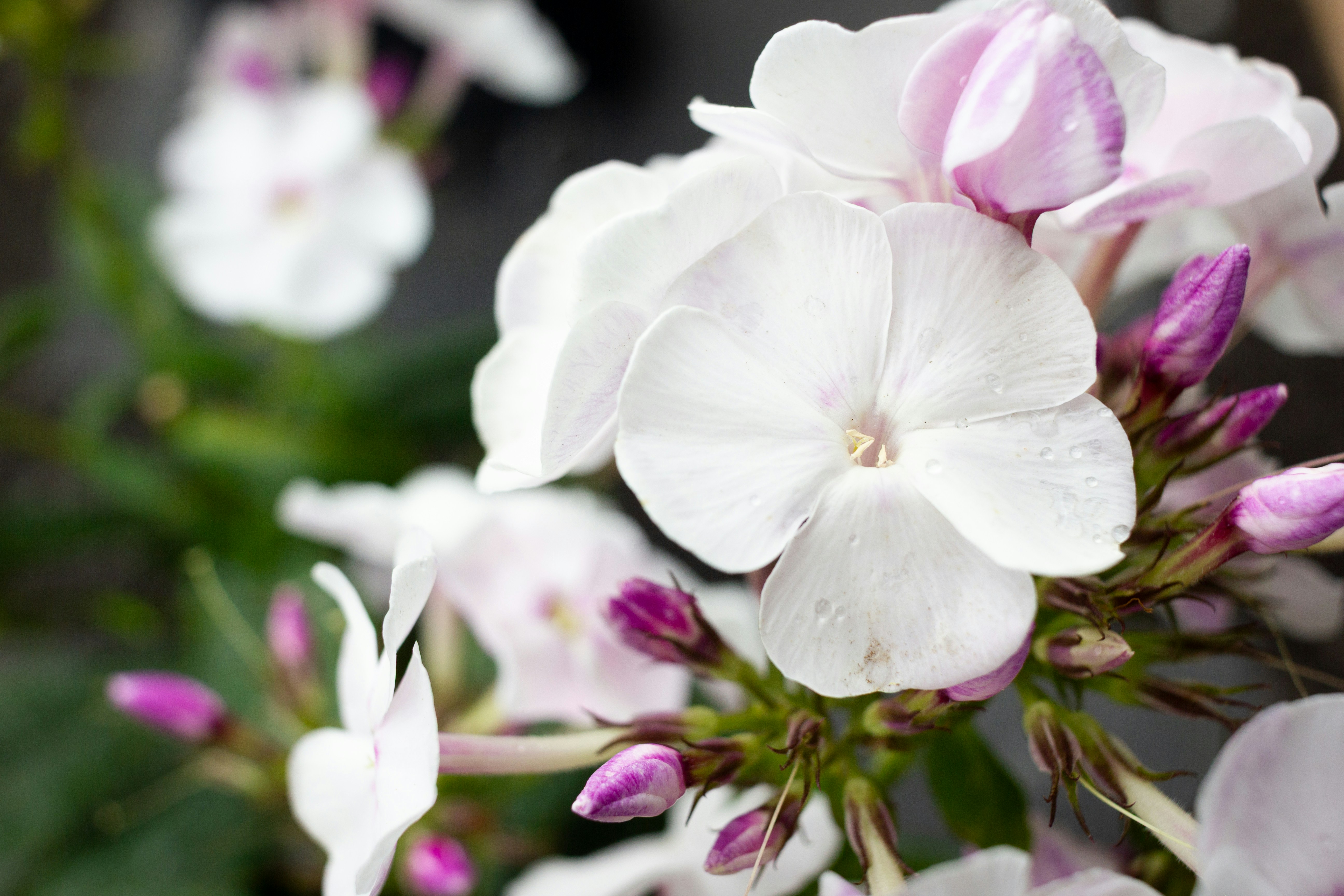 Photo by rahphotography