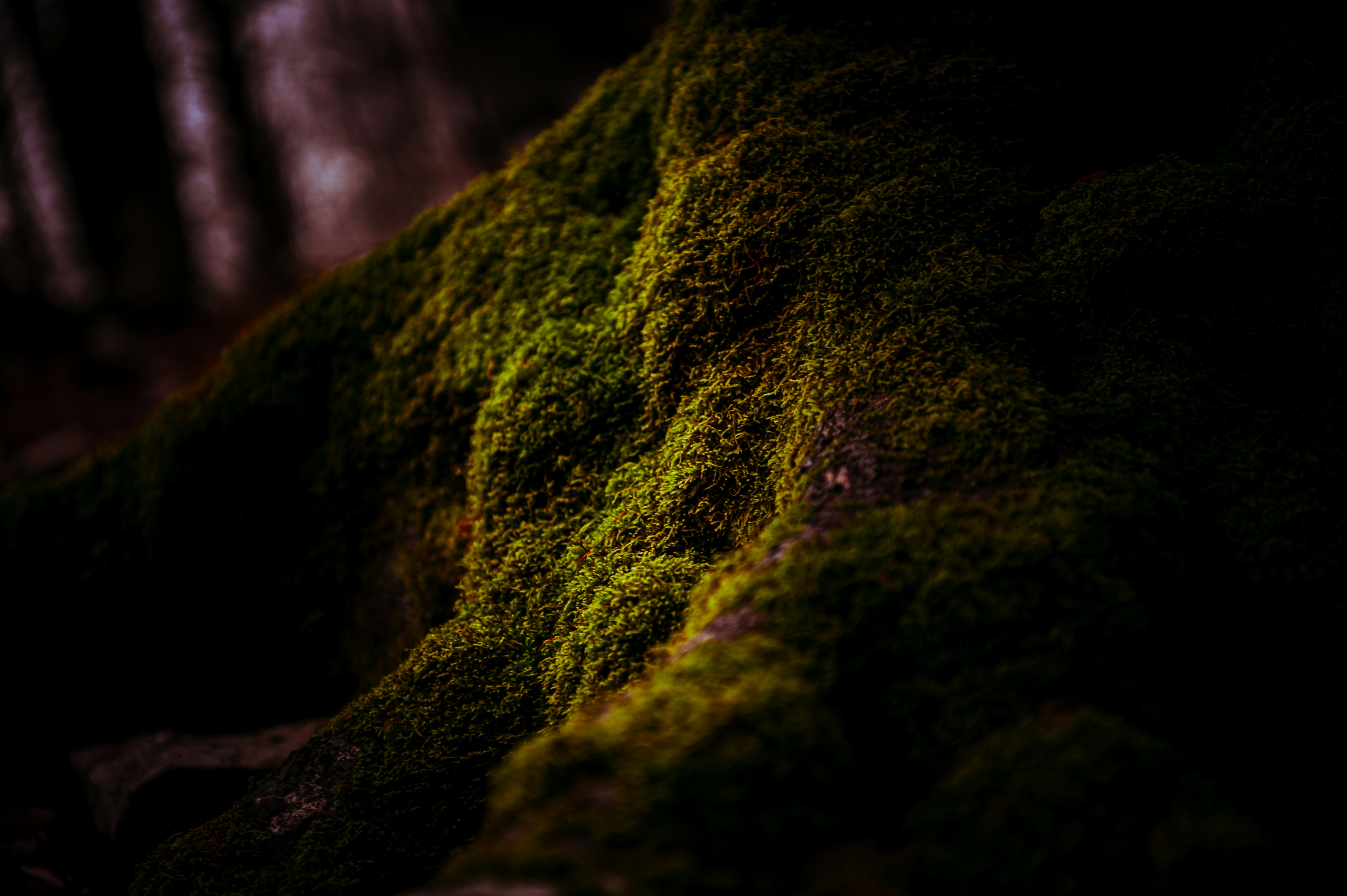 Photo by lucaakalu