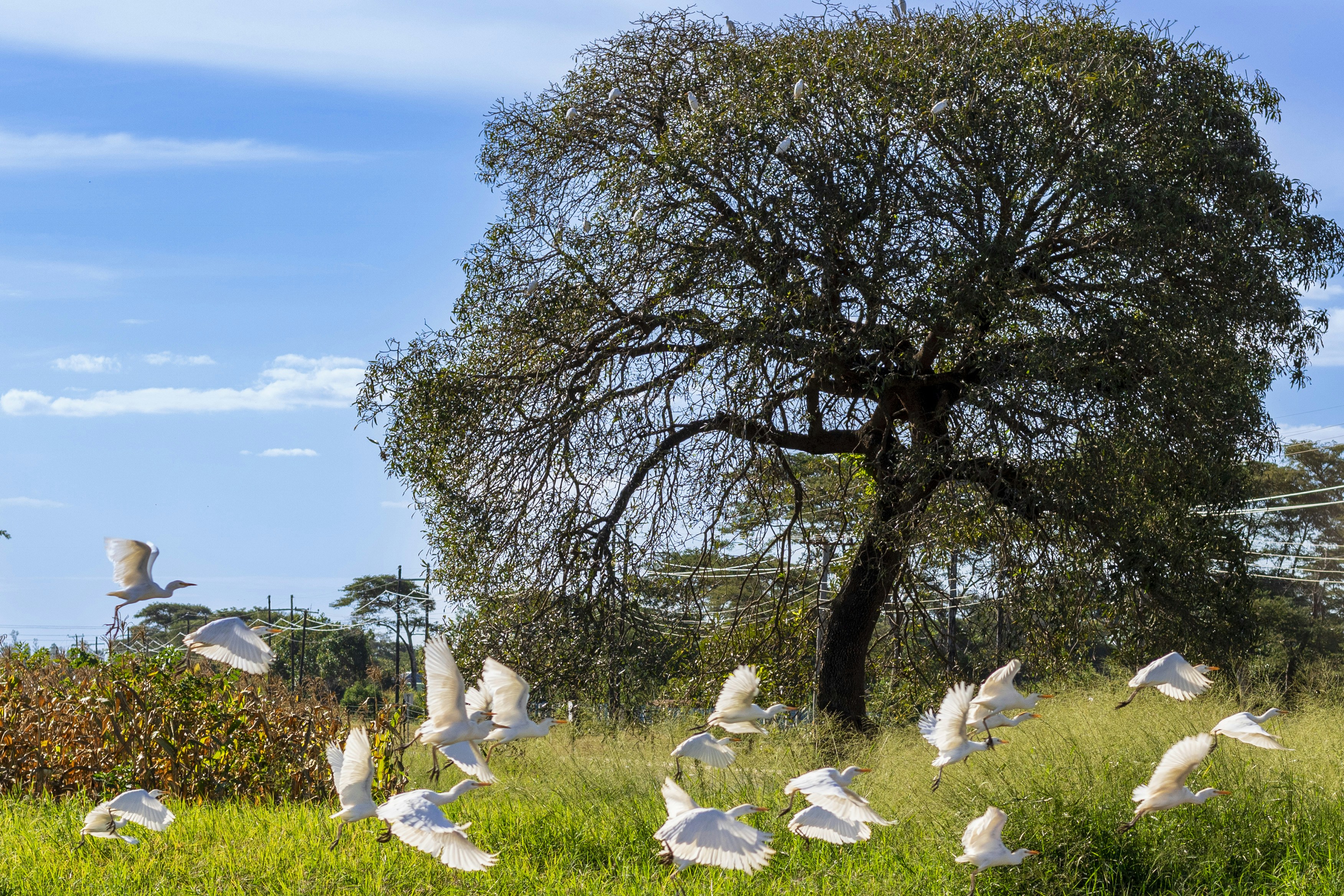새들은 큰 나무가 있는 풀밭 위를 날아다닙니다.
