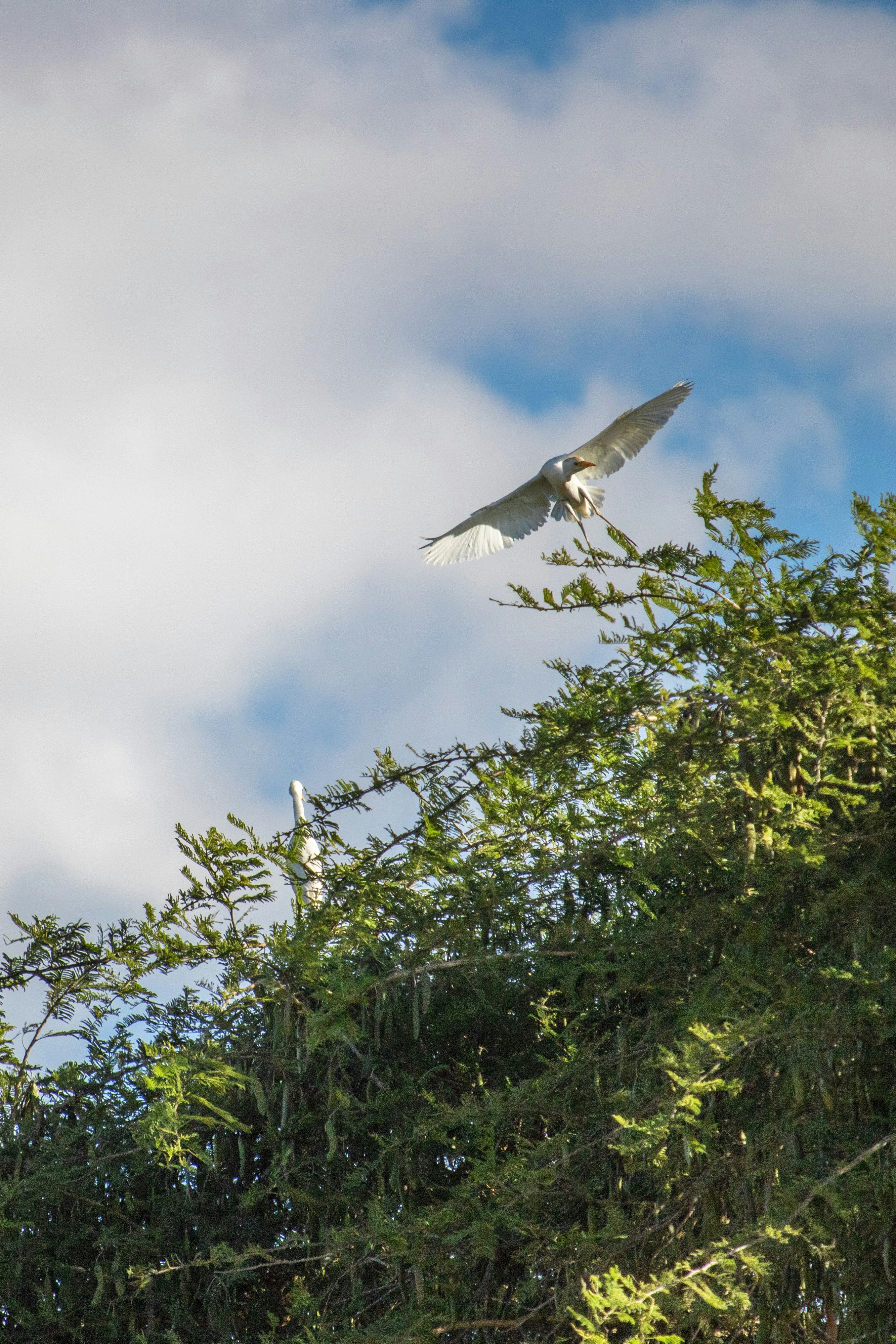 새 한 마리가 나무에서 하늘로 솟아오른다.