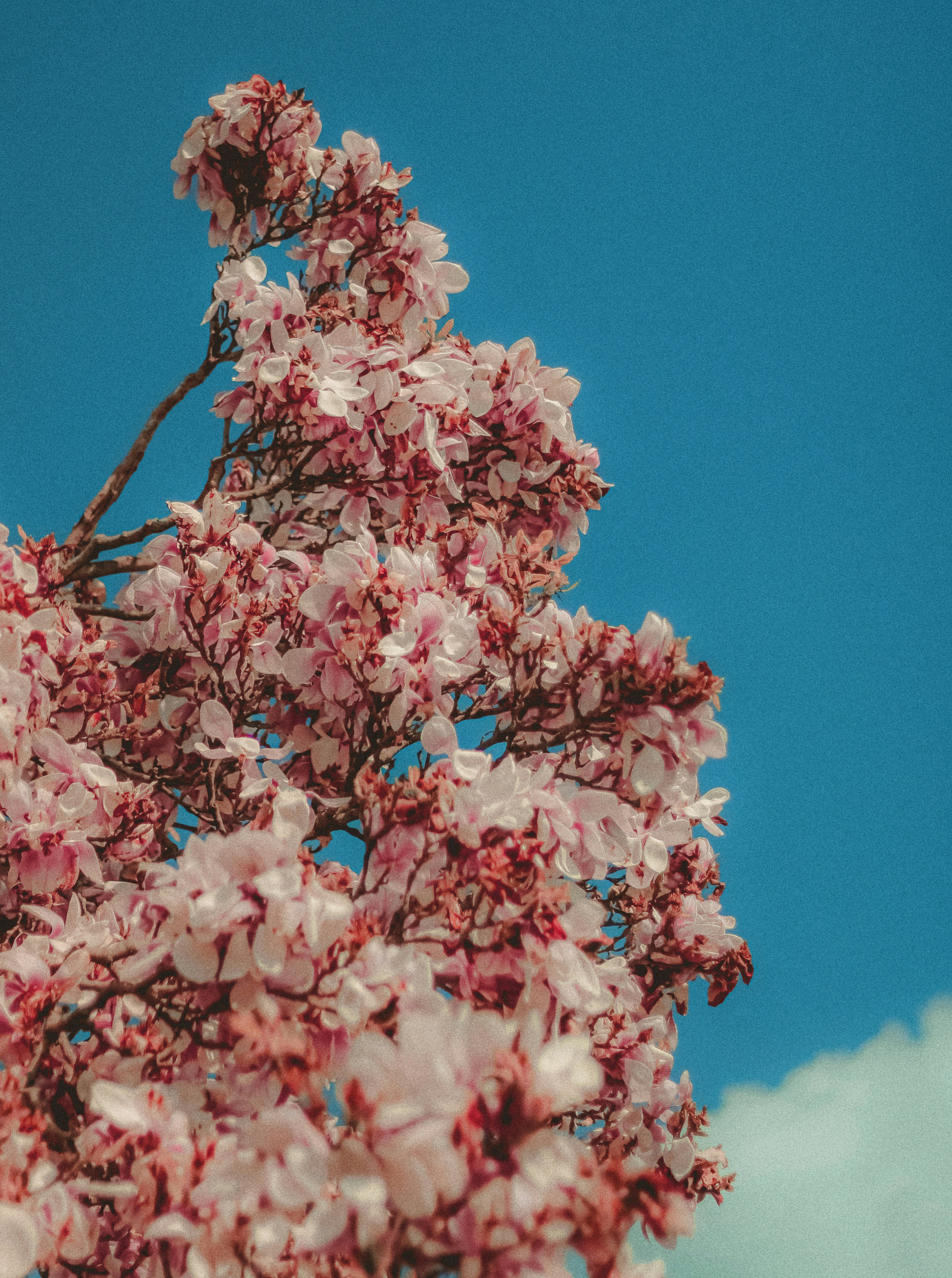 Photo by linusbelanger