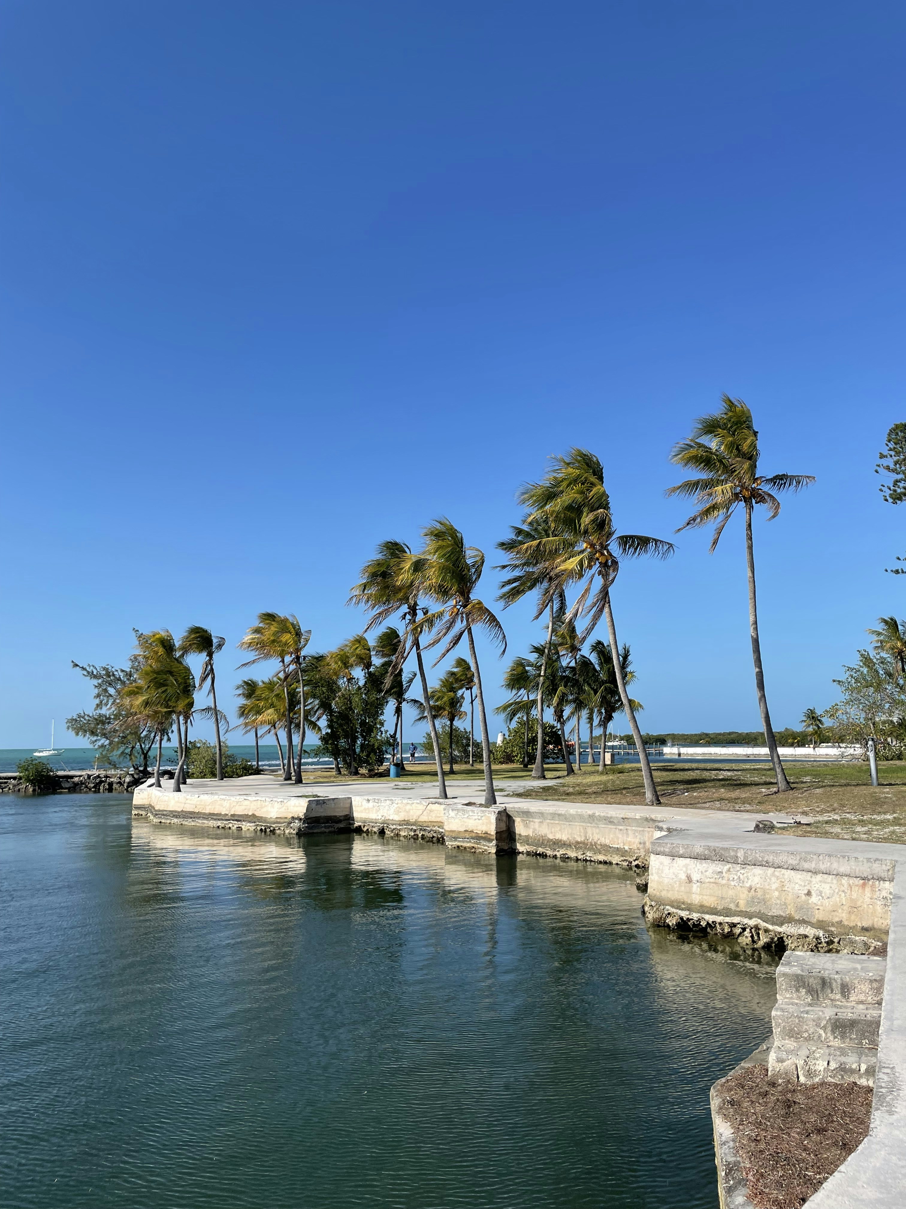 Palmen säumen eine blaue, sonnige Uferpromenade.
