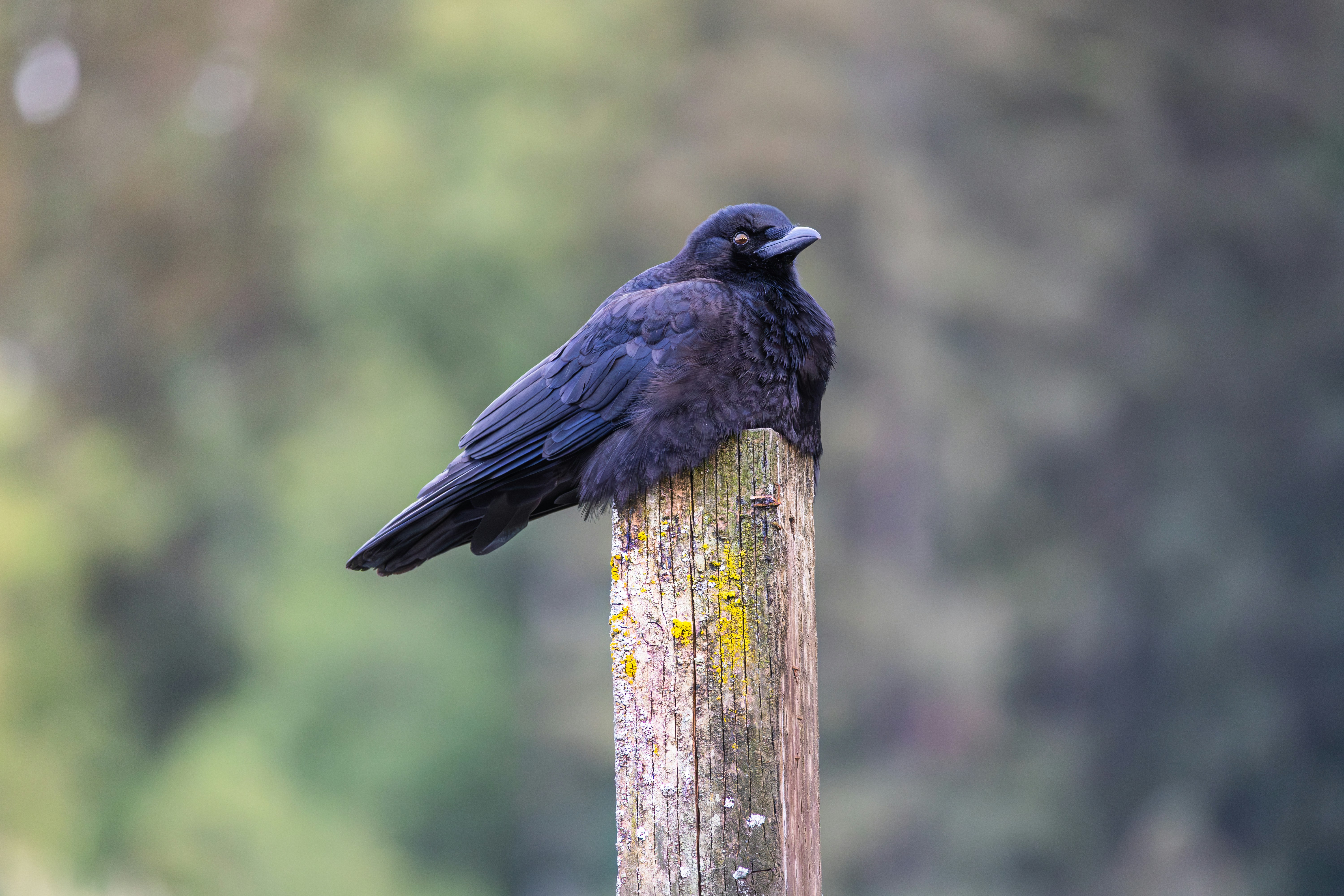 A crow perches atop a weathered wooden post.