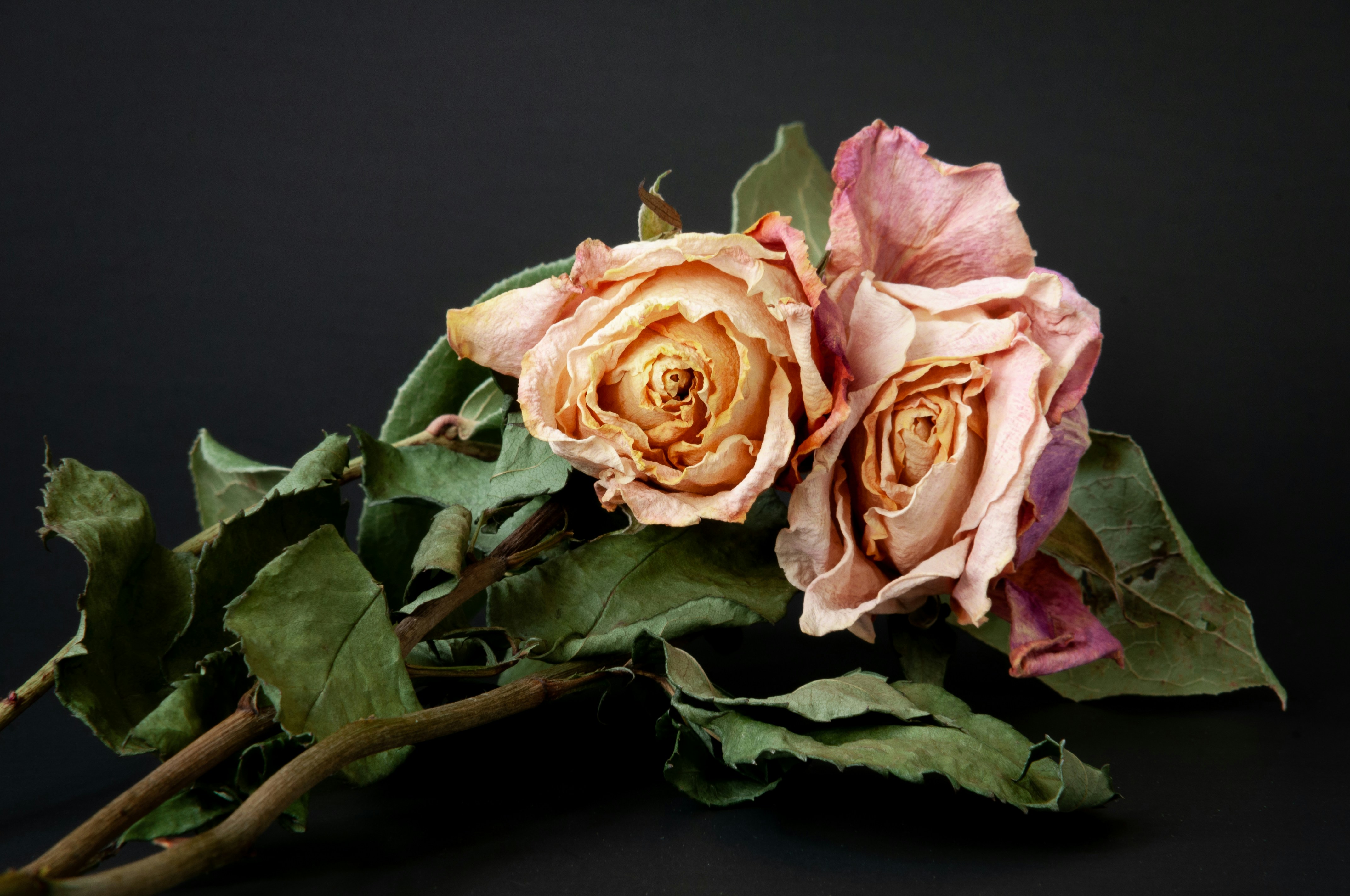 Photo by fisherphotos