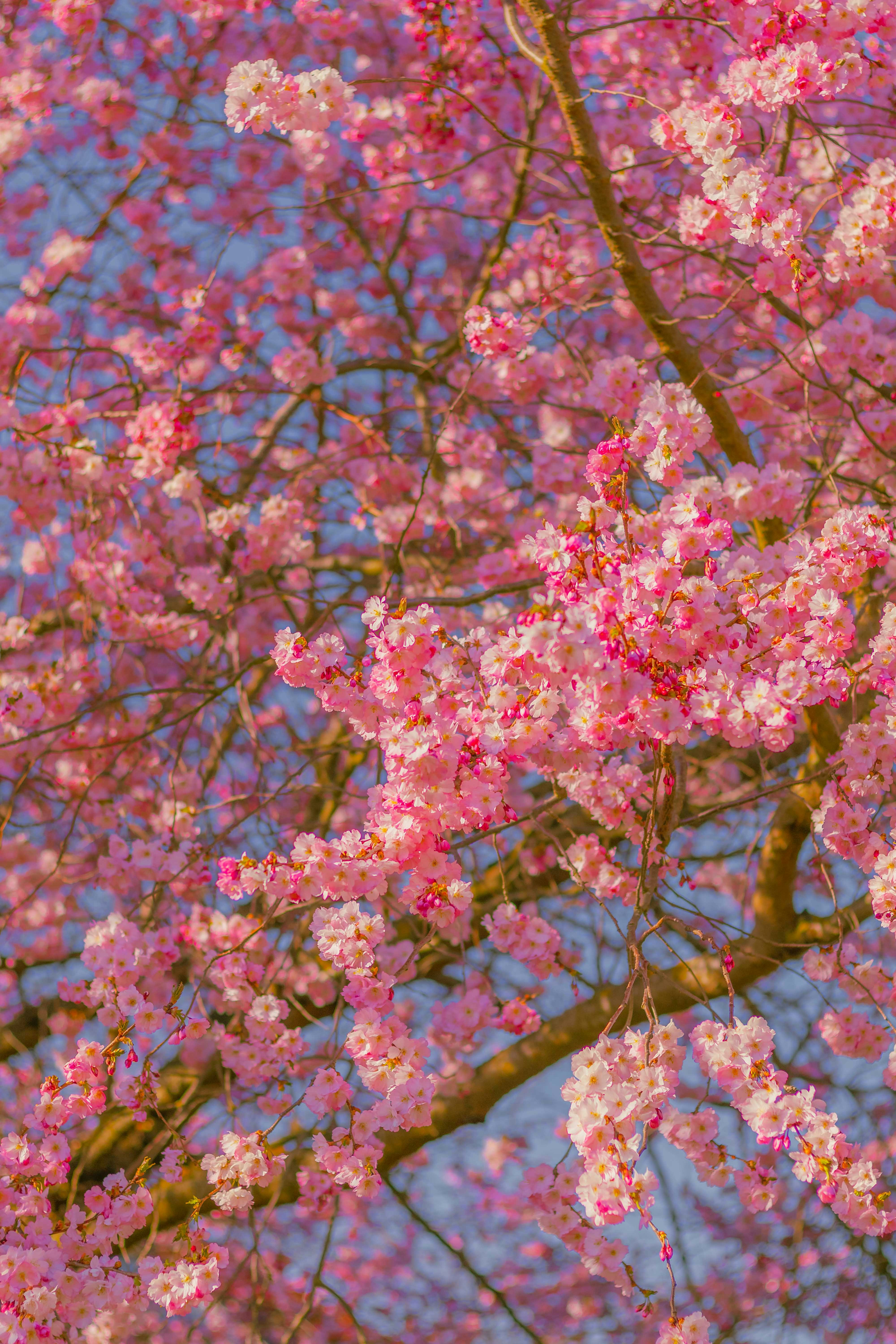 Photo by arlindphotography