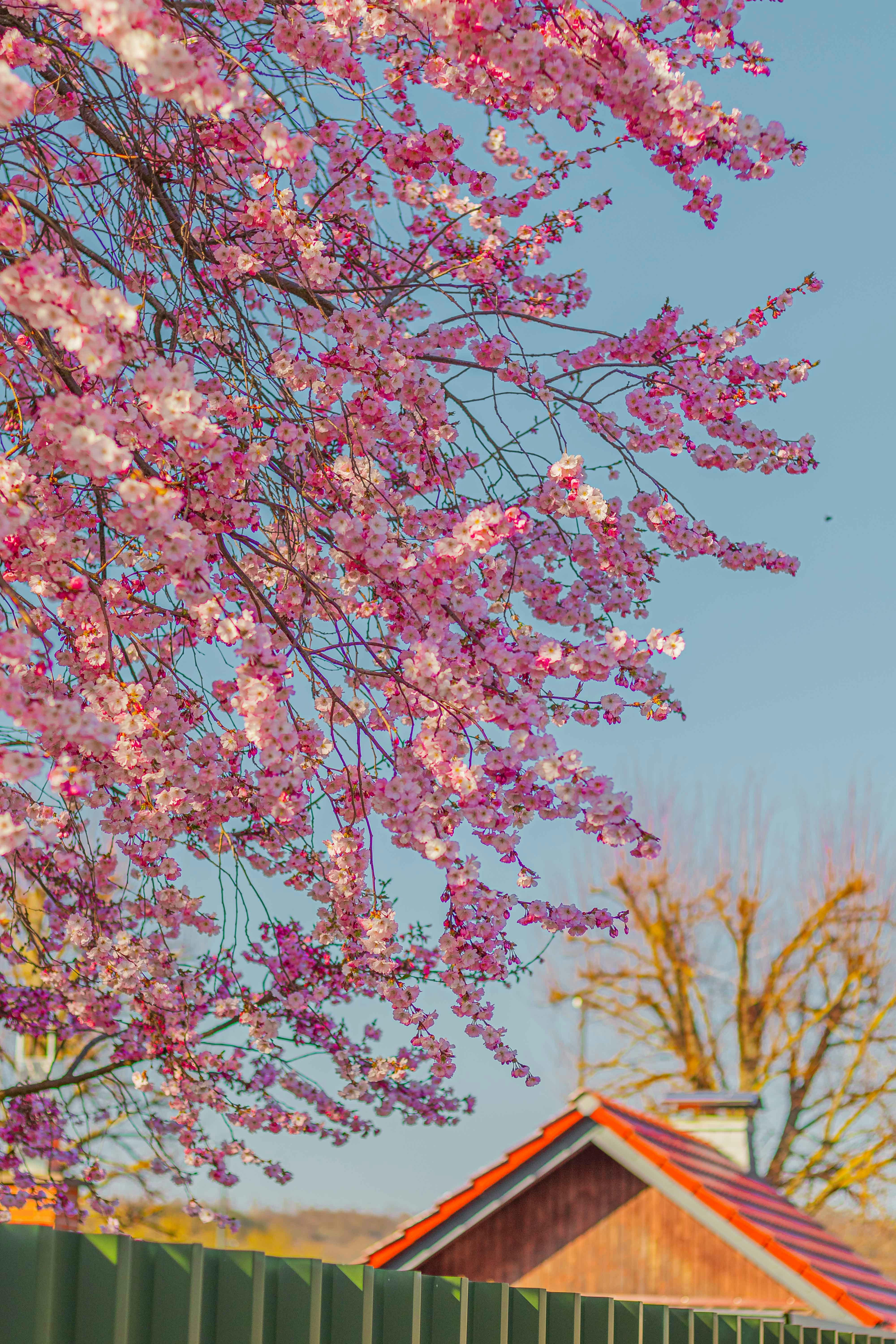 Photo by arlindphotography