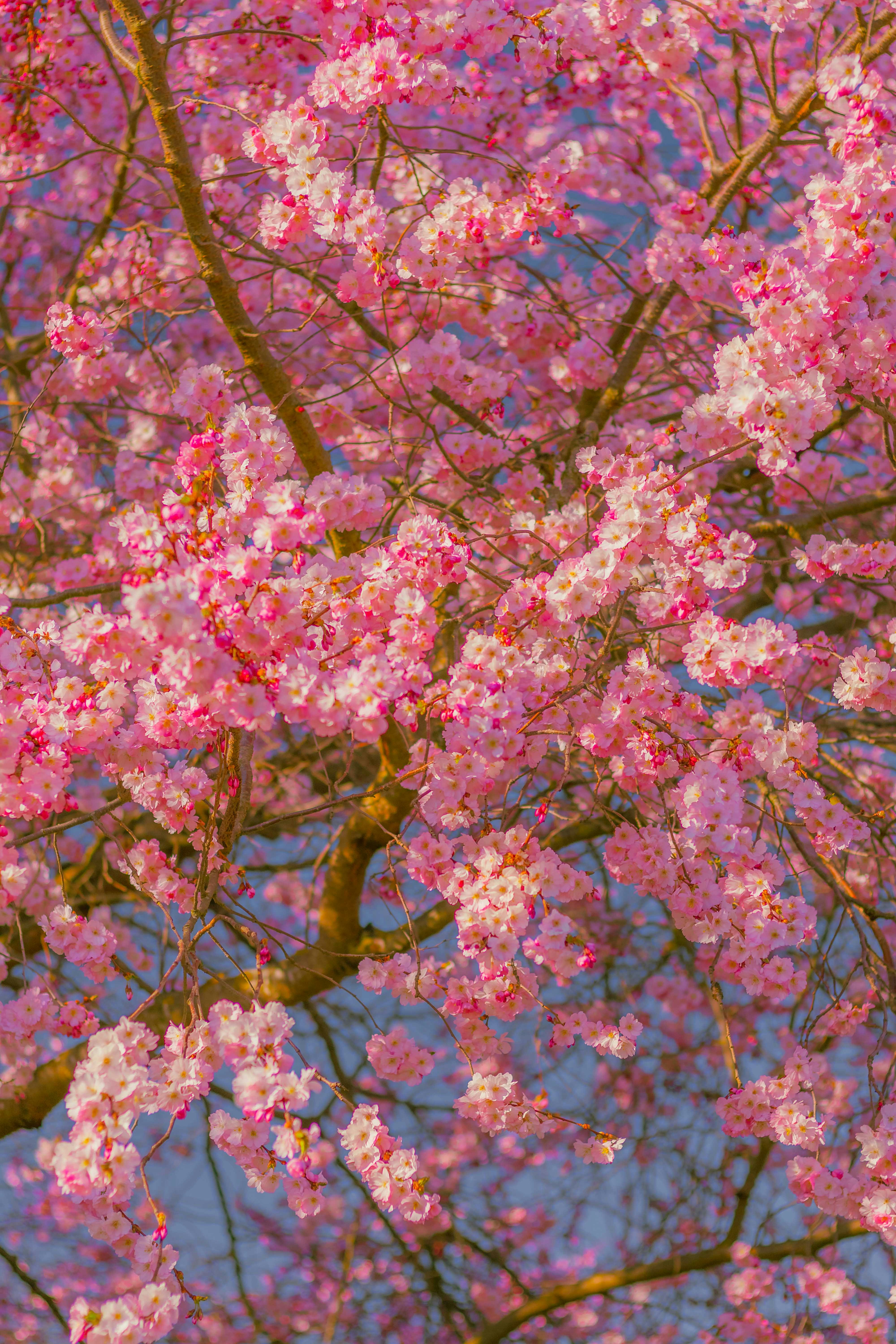 Photo by arlindphotography