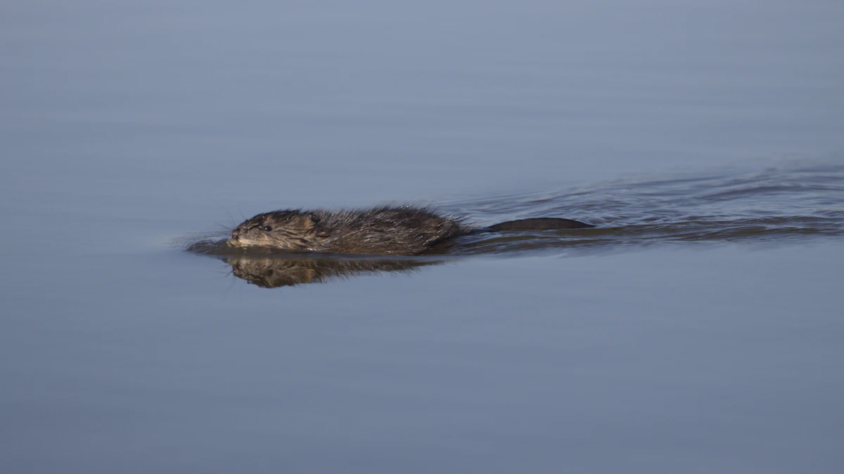 A muskrat swimming through water in a marsh