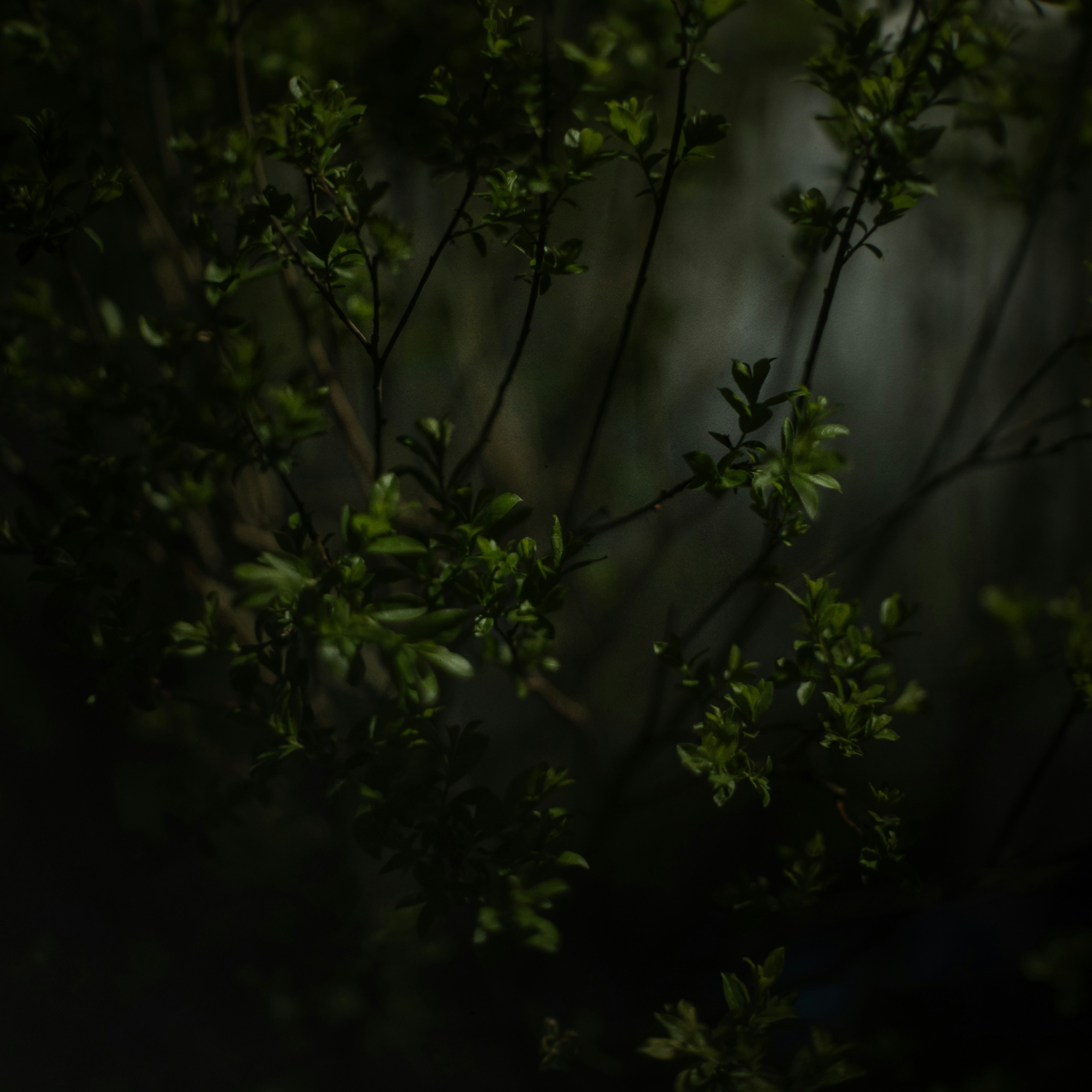 Photo by andrilliardbond