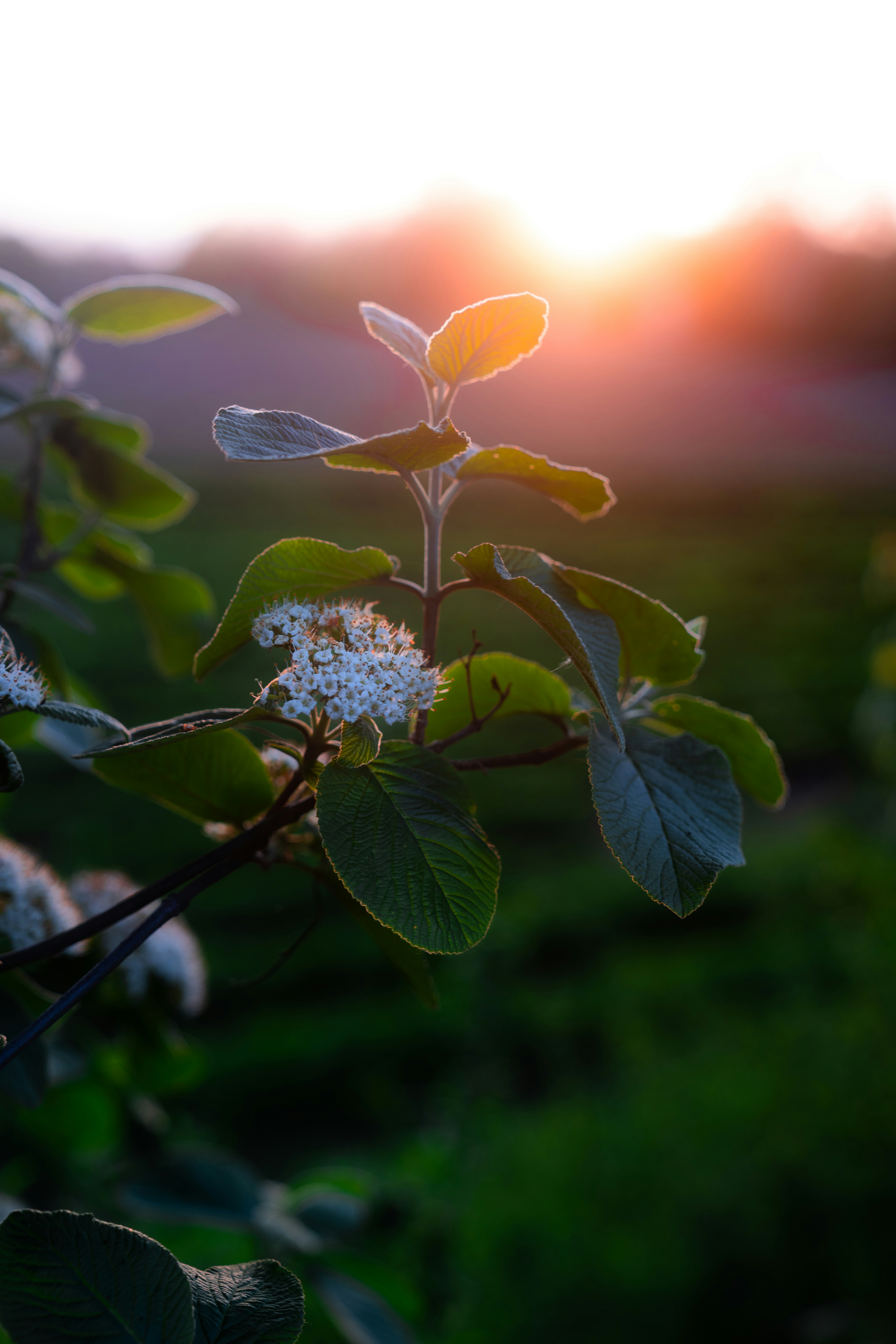 Sunlight shines on a flowering plant branch.