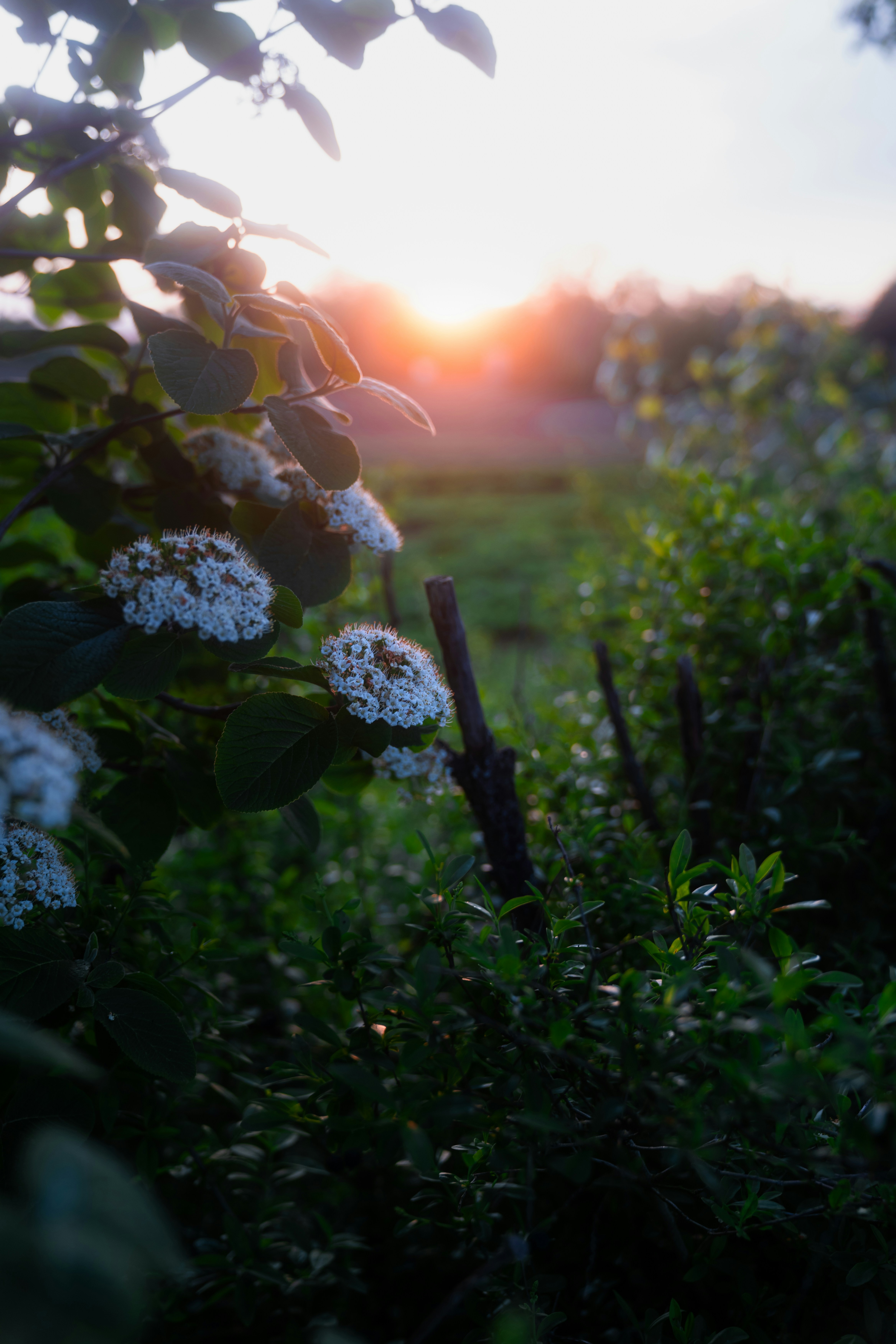 Flowers and plants are illuminated by the setting sun.