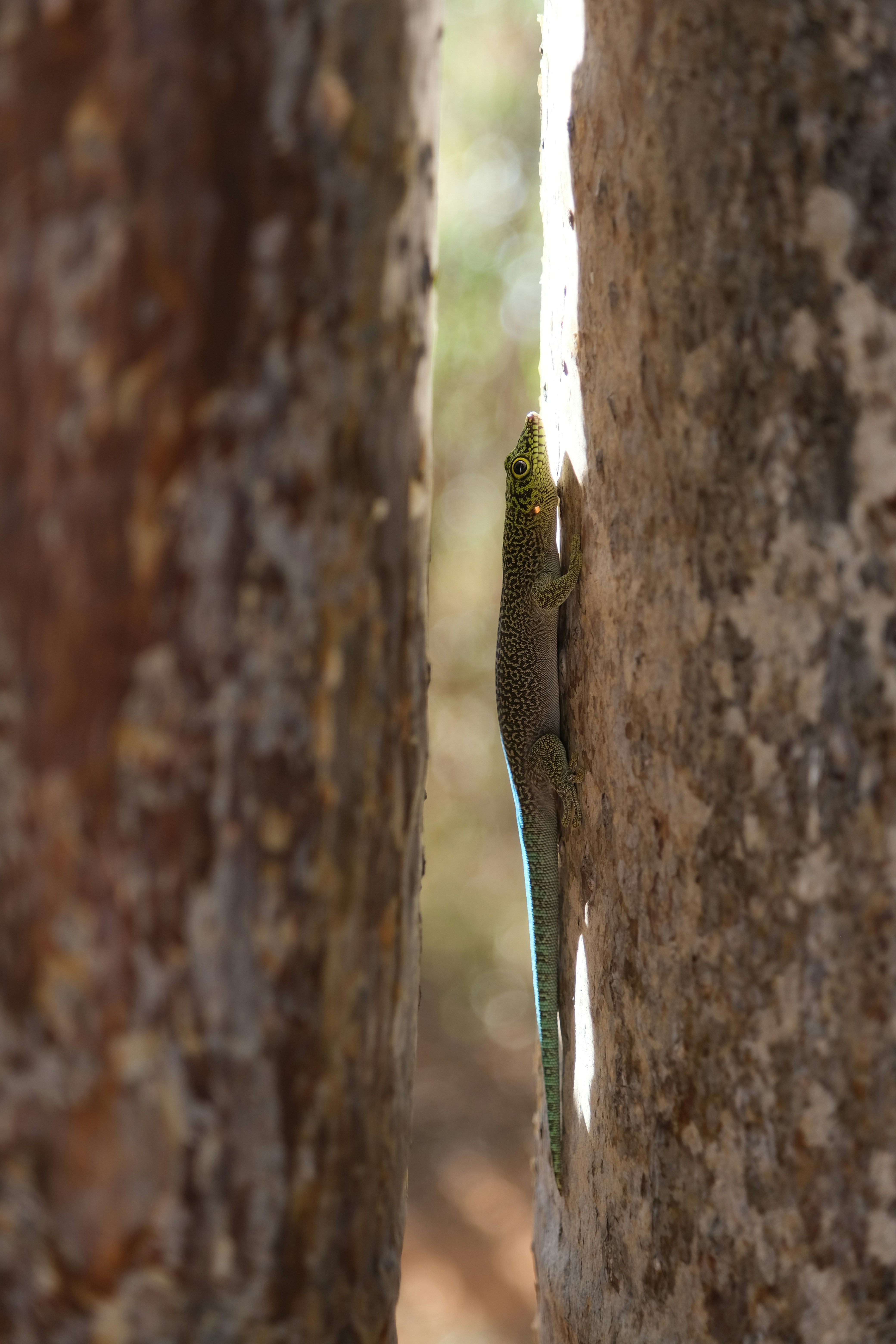 Ifaty – Nightlife & Evening Culture