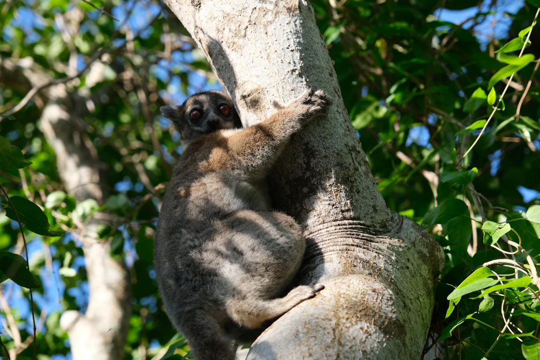 11-Day Madagascar Budget Backpacking Itinerary