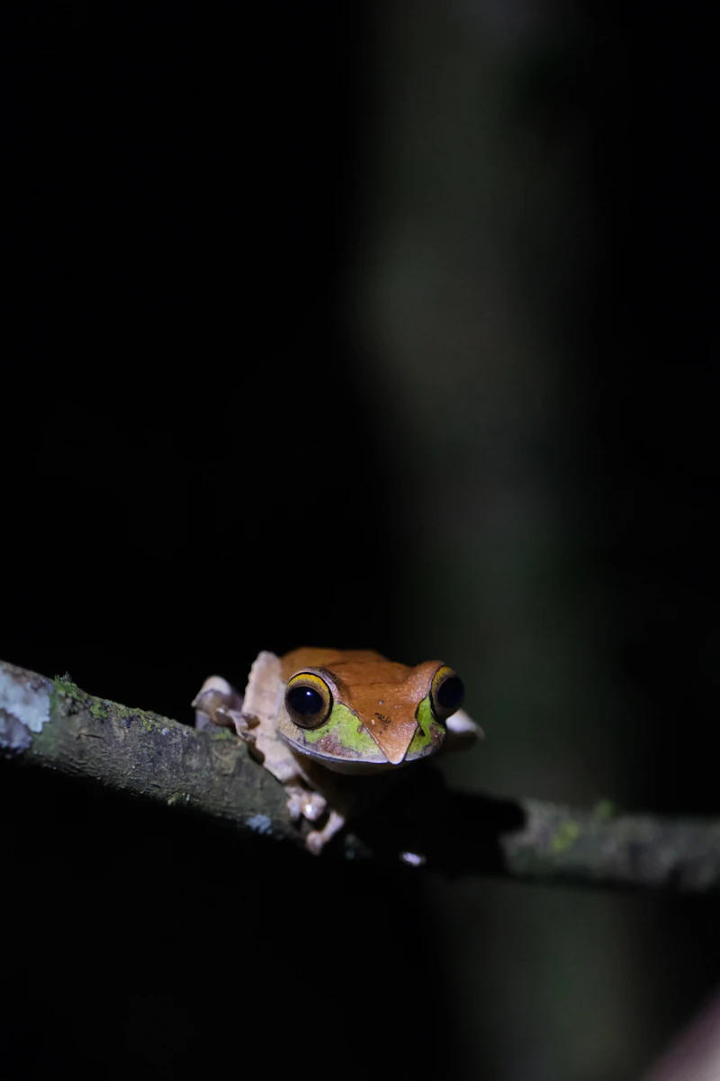 Madagascar Tomato Frog (Dyscophus antongilii) in natural habitat