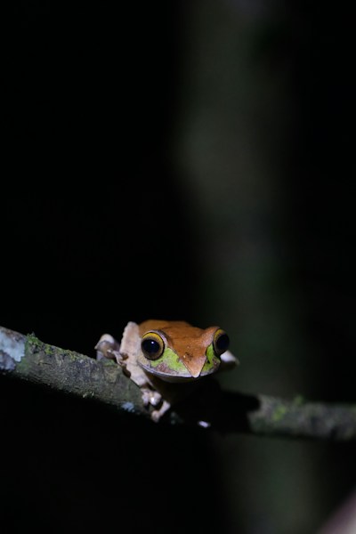 Madagascar Rainforest: The Island of Unique Biodiversity