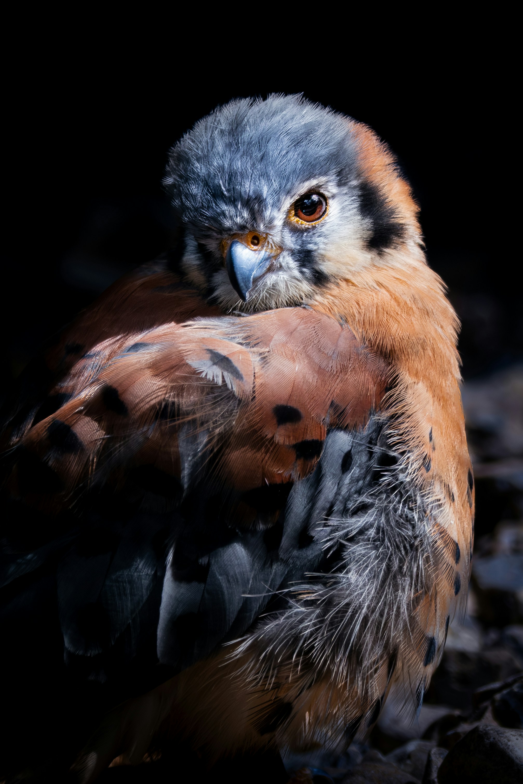 Photo by swieland