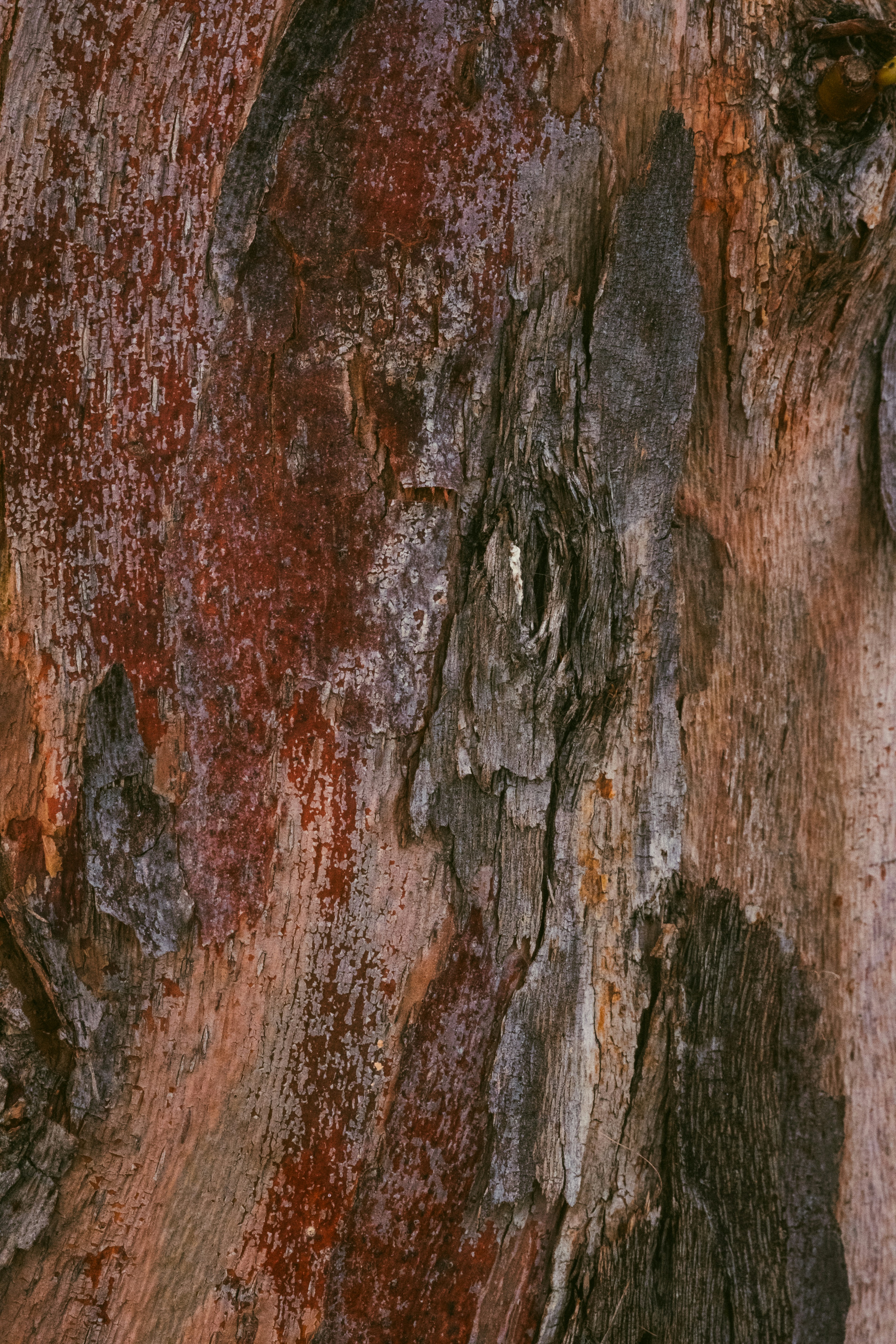 Baumrinde zeigt bunte, strukturierte Muster. Foto – Kostenloses Bild auf  Unsplash, image size:3000x4500