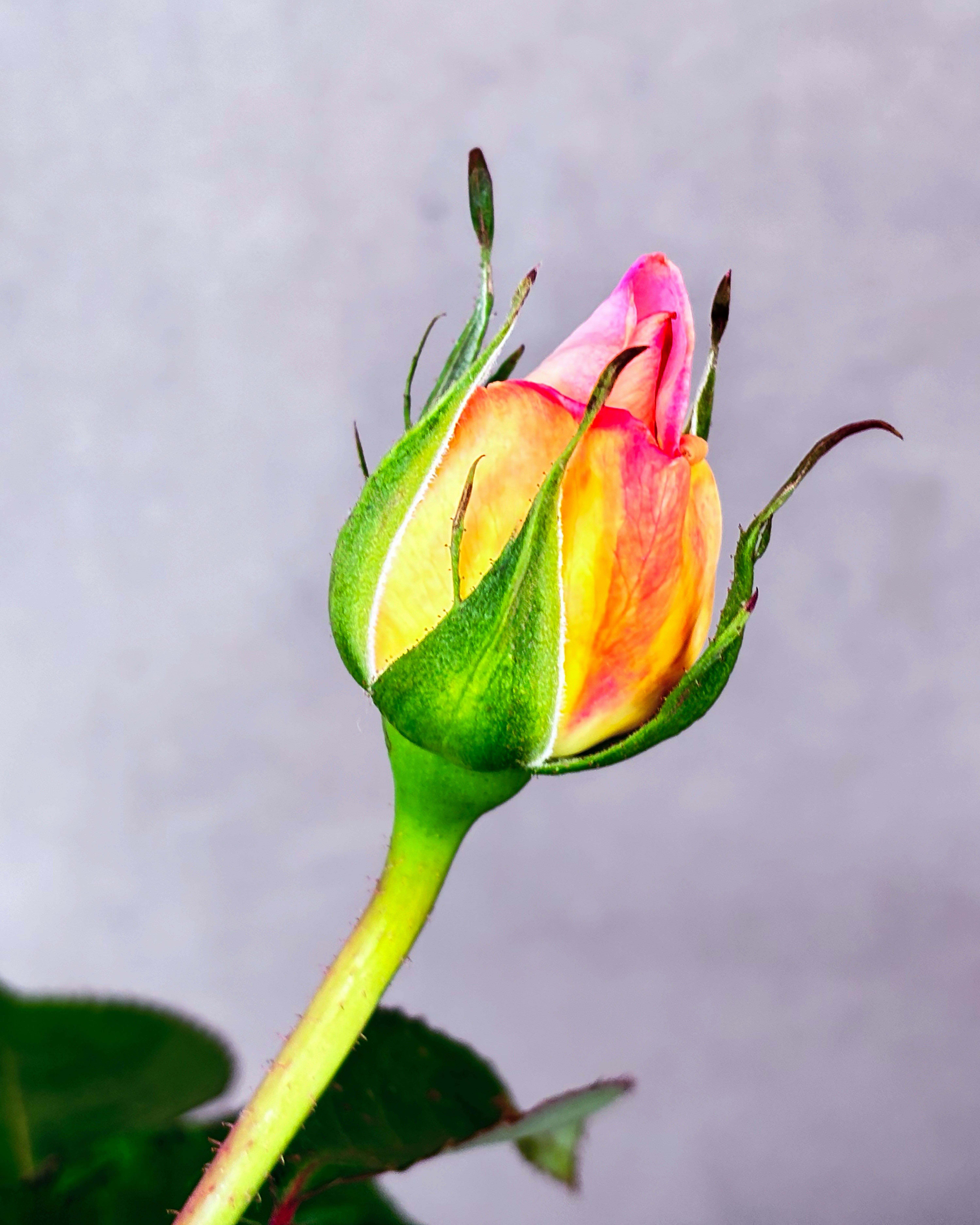 A beautiful rose bud is about to bloom.
