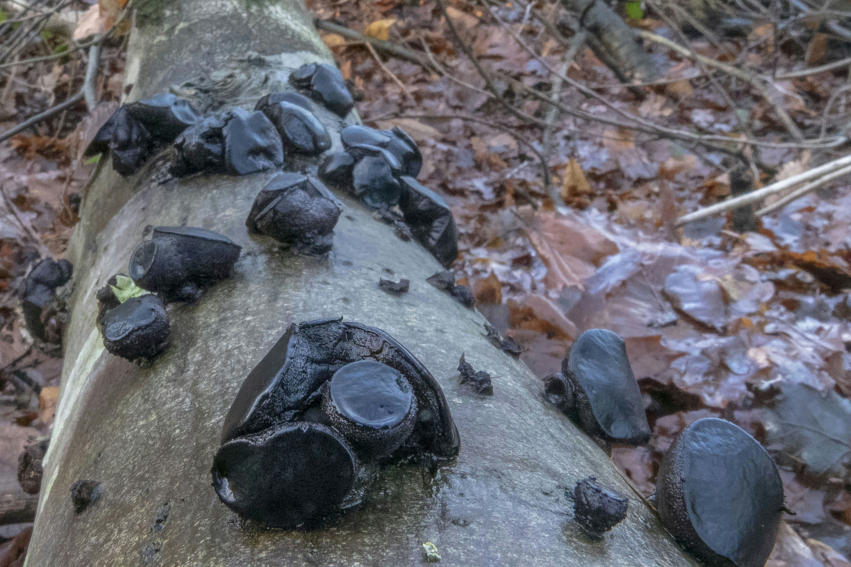 Black fungi grow on a fallen log.