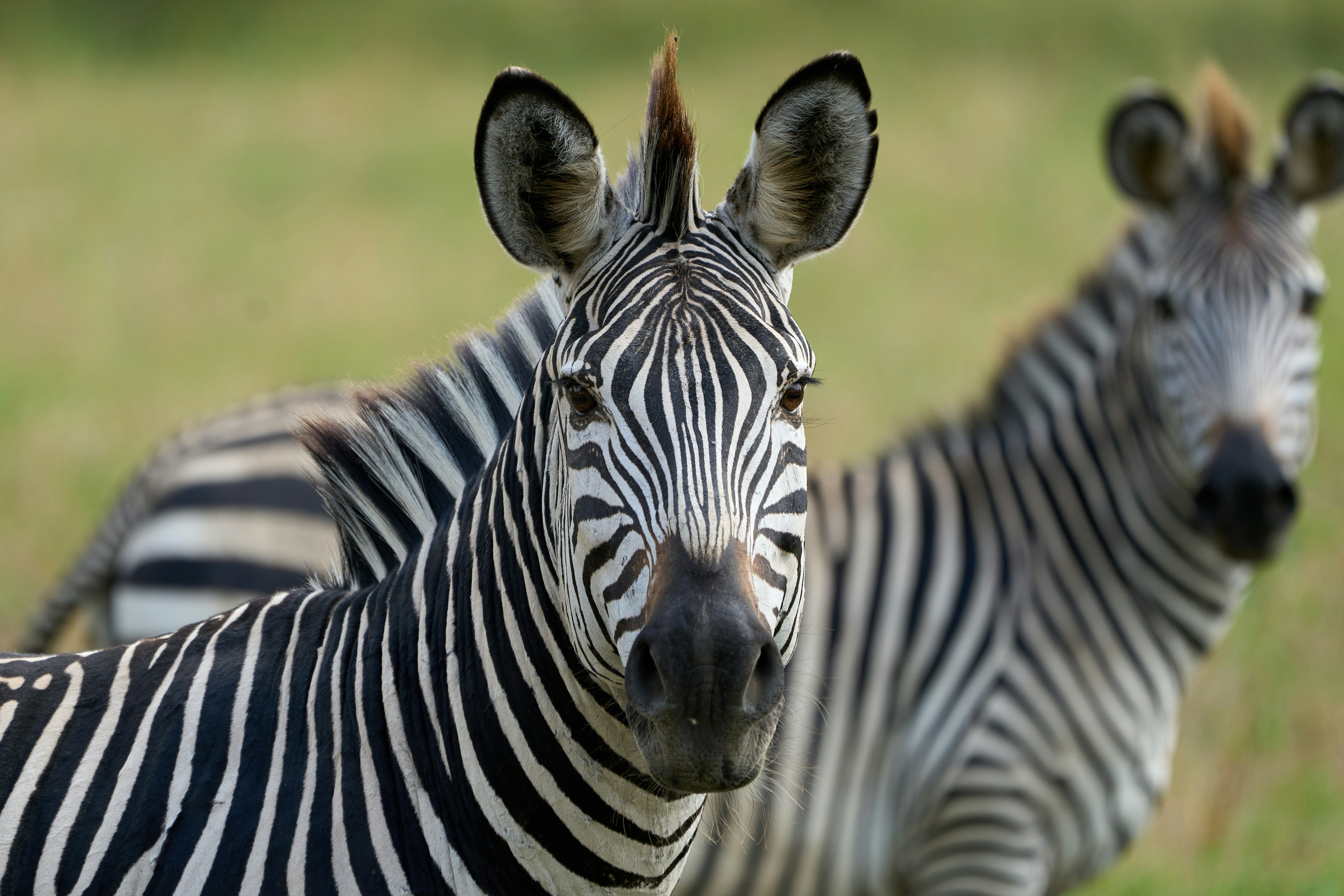 Photo by dmitrii_zhodzishskii