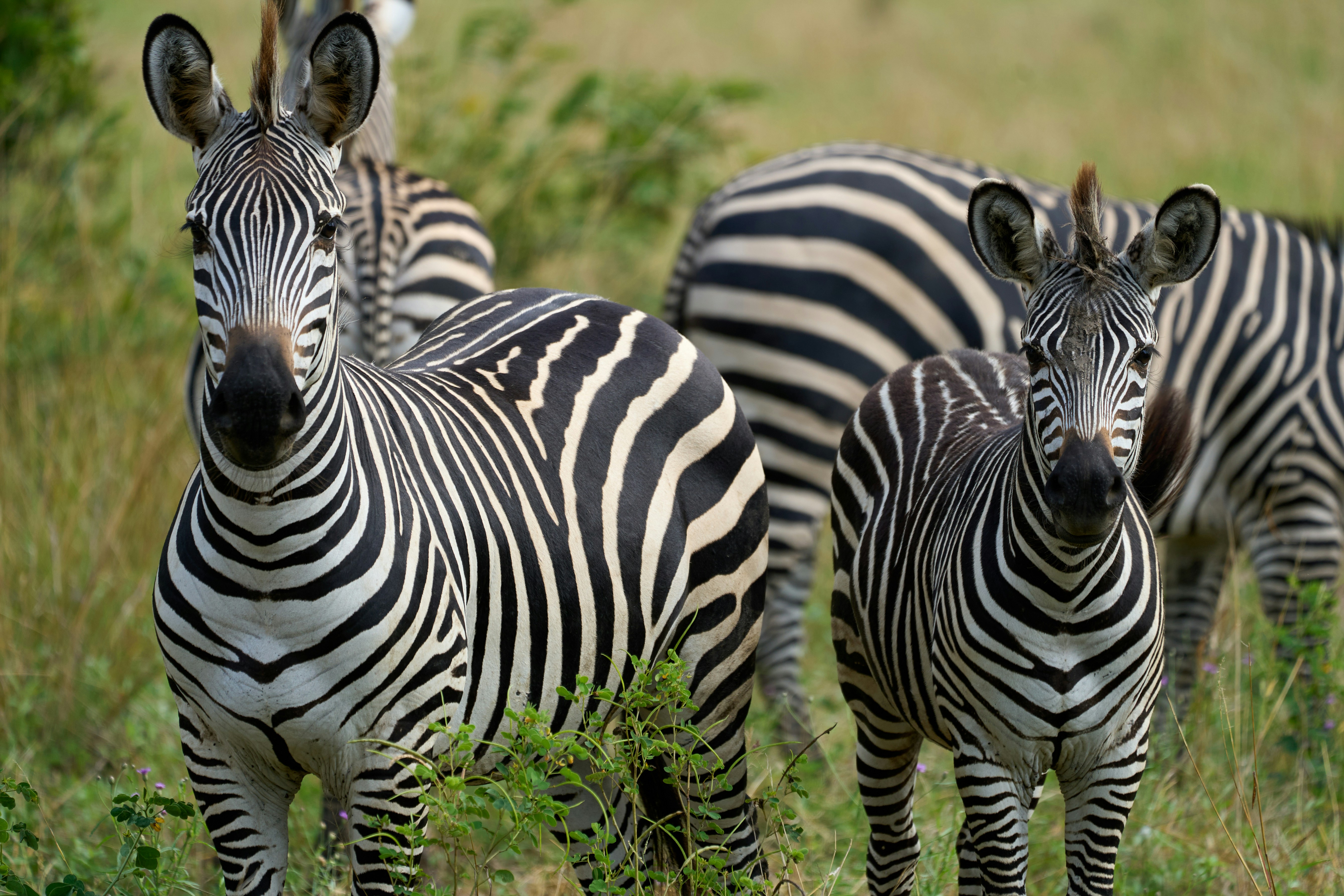 Photo by dmitrii_zhodzishskii