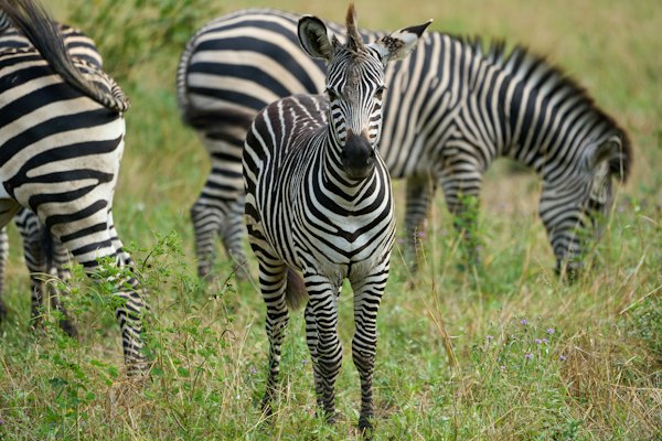 Zebras in the long grass — South Luangwa, Zambia