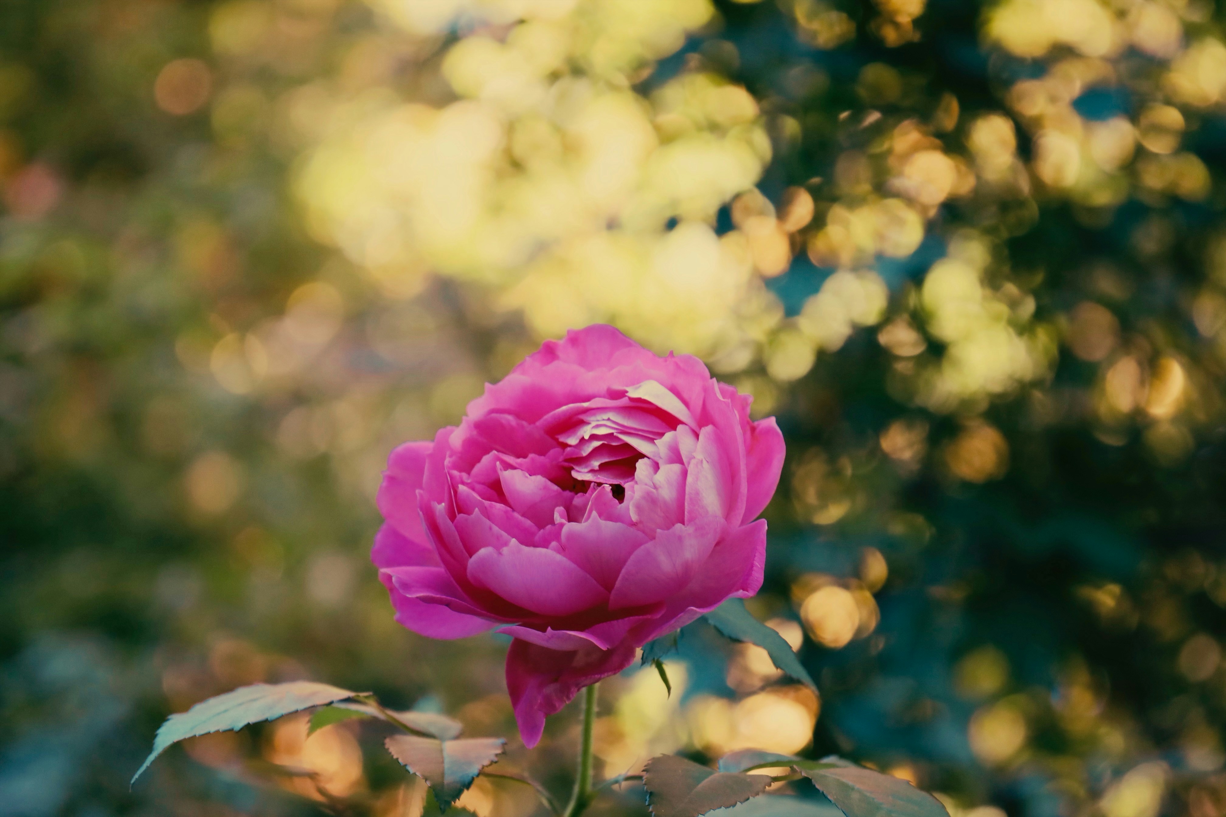 Photo by ananoelleeeee