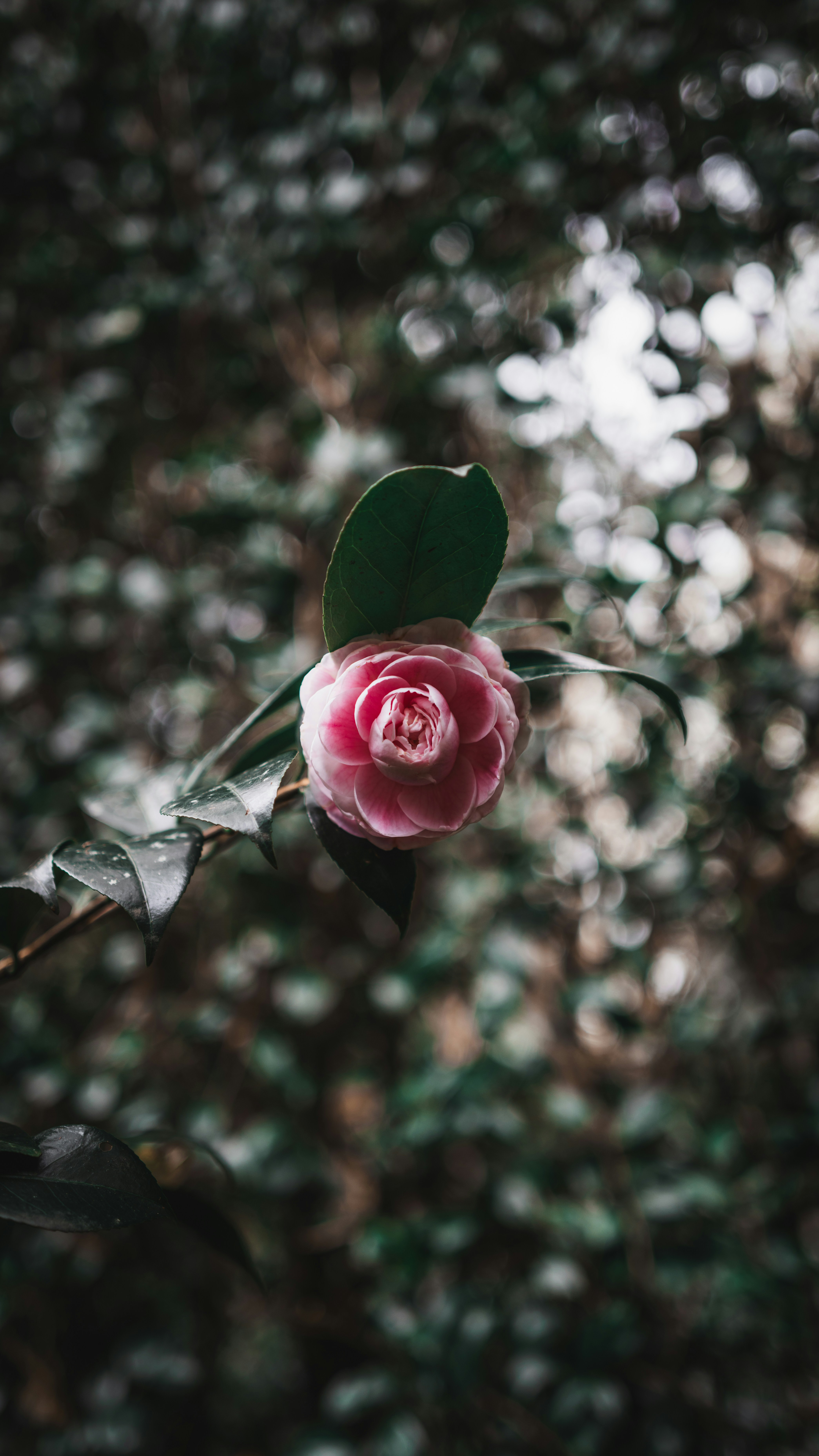 Une fleur rose s’épanouit au milieu d’un arrière-plan flou.
