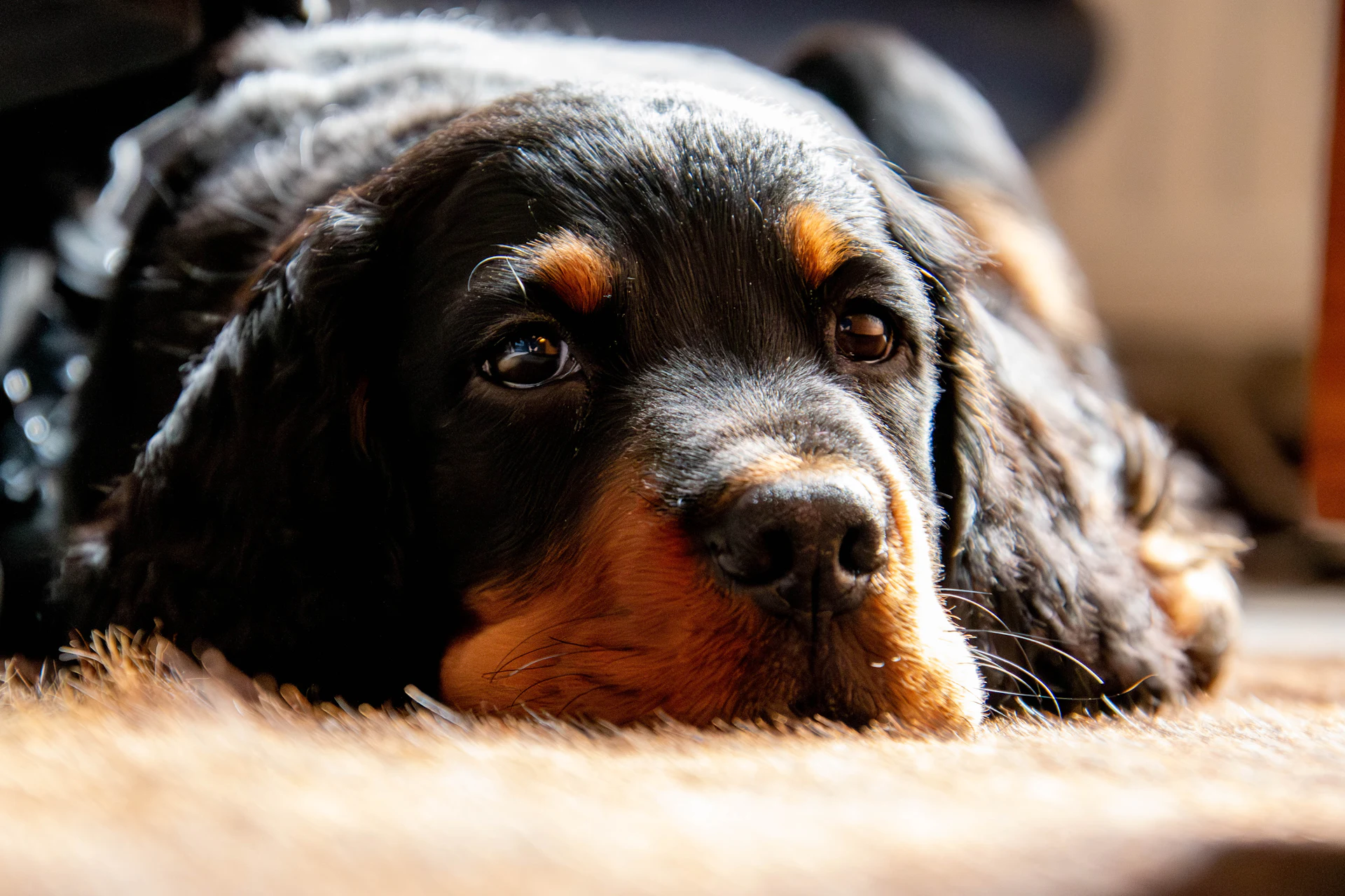 A Gordon Setter
