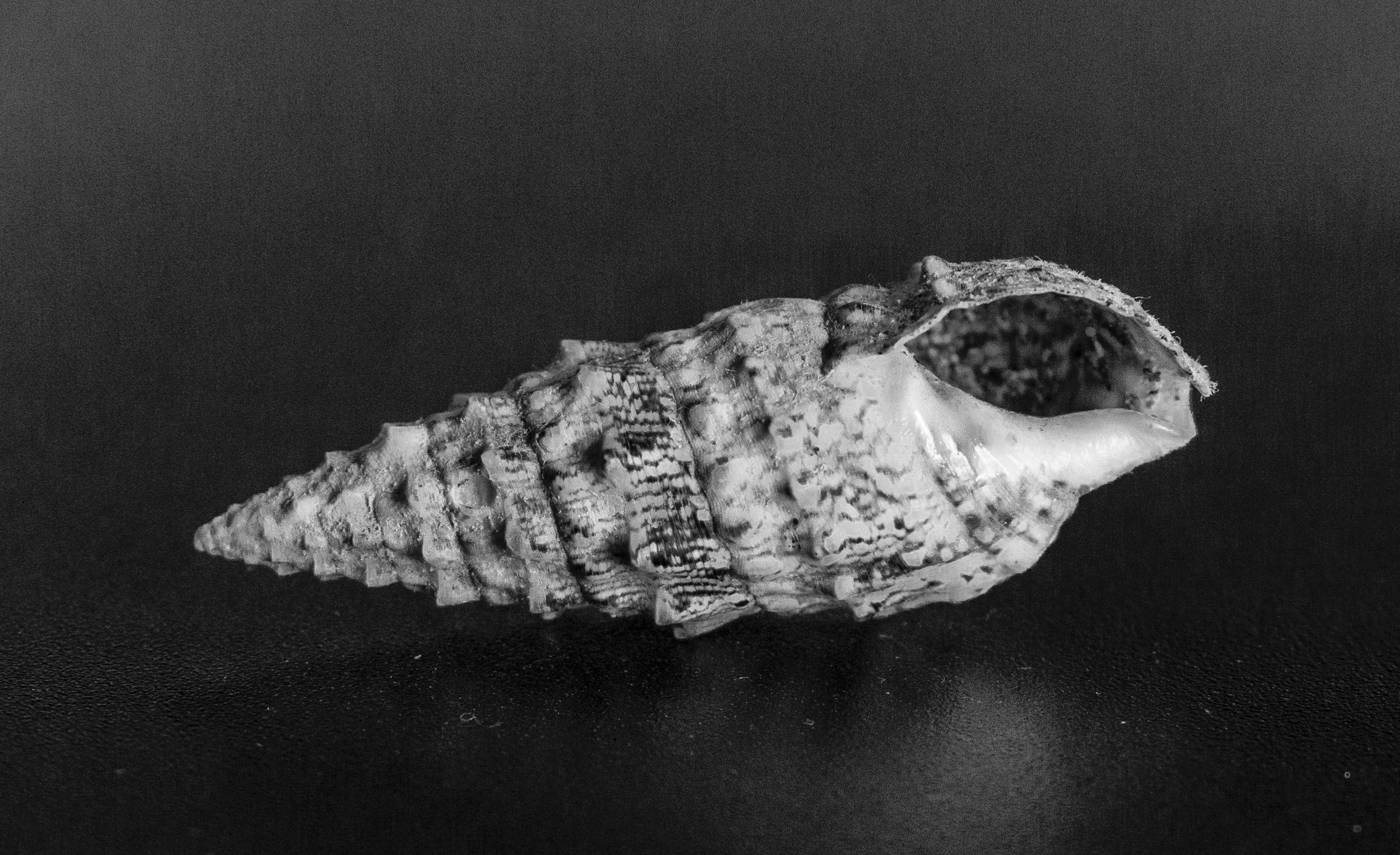 Black-and-white Cone Snail