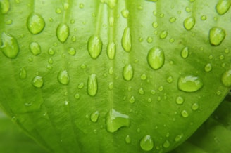 Water droplets glistening on a vibrant green leaf.