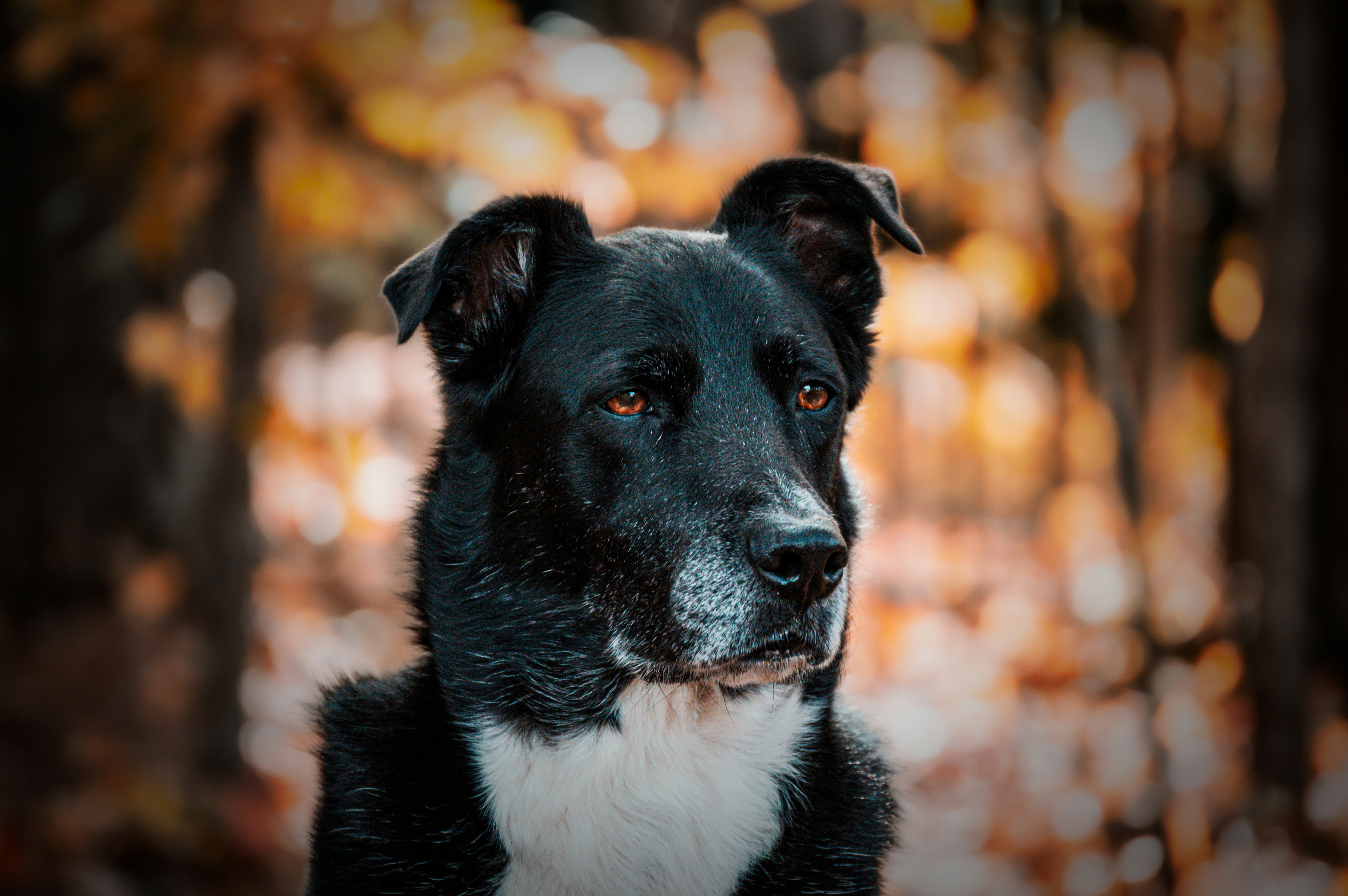 Fall portrait of a mixed-breed rescue dog.