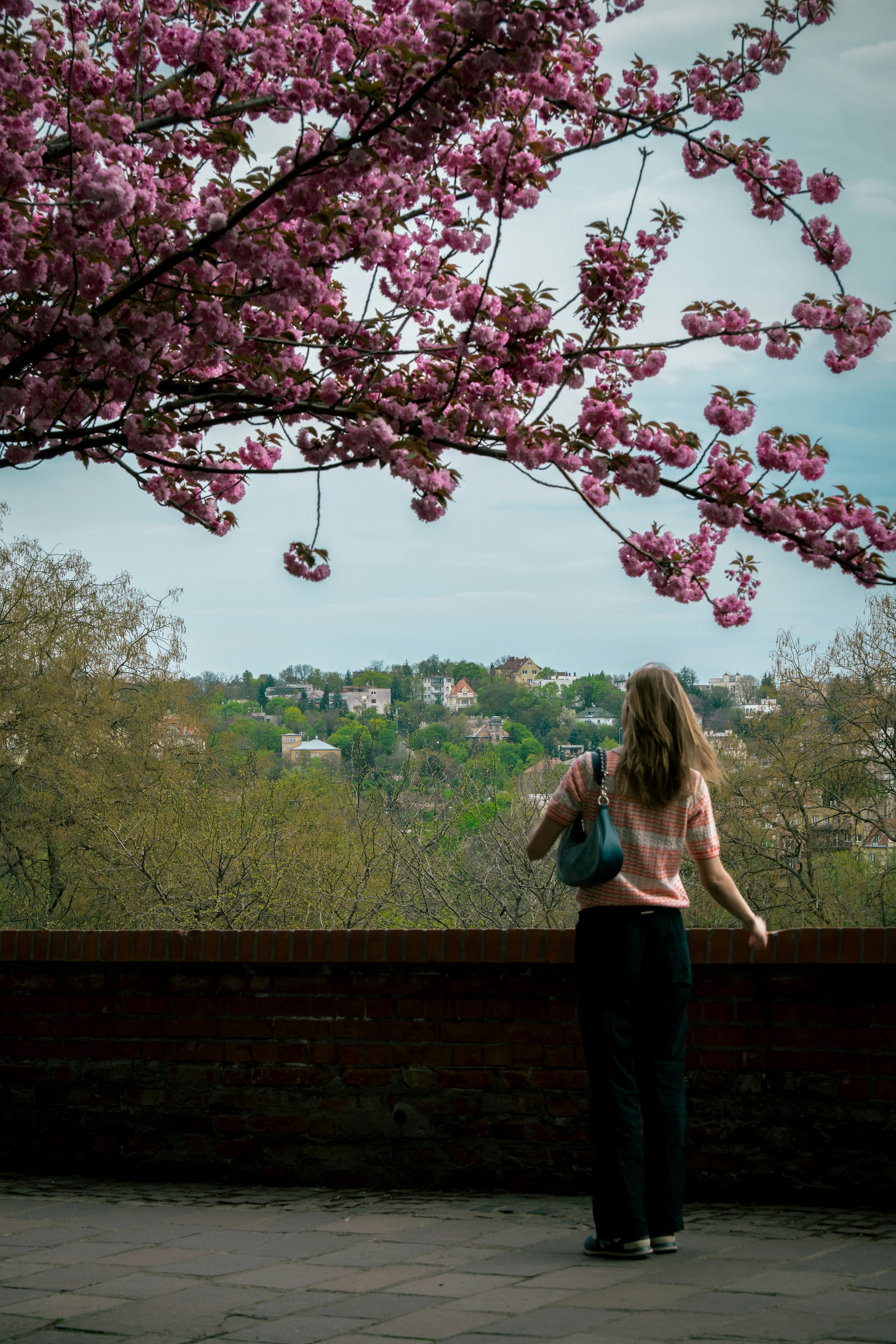 Una mujer observa la vista bajo un cerezo en flor.