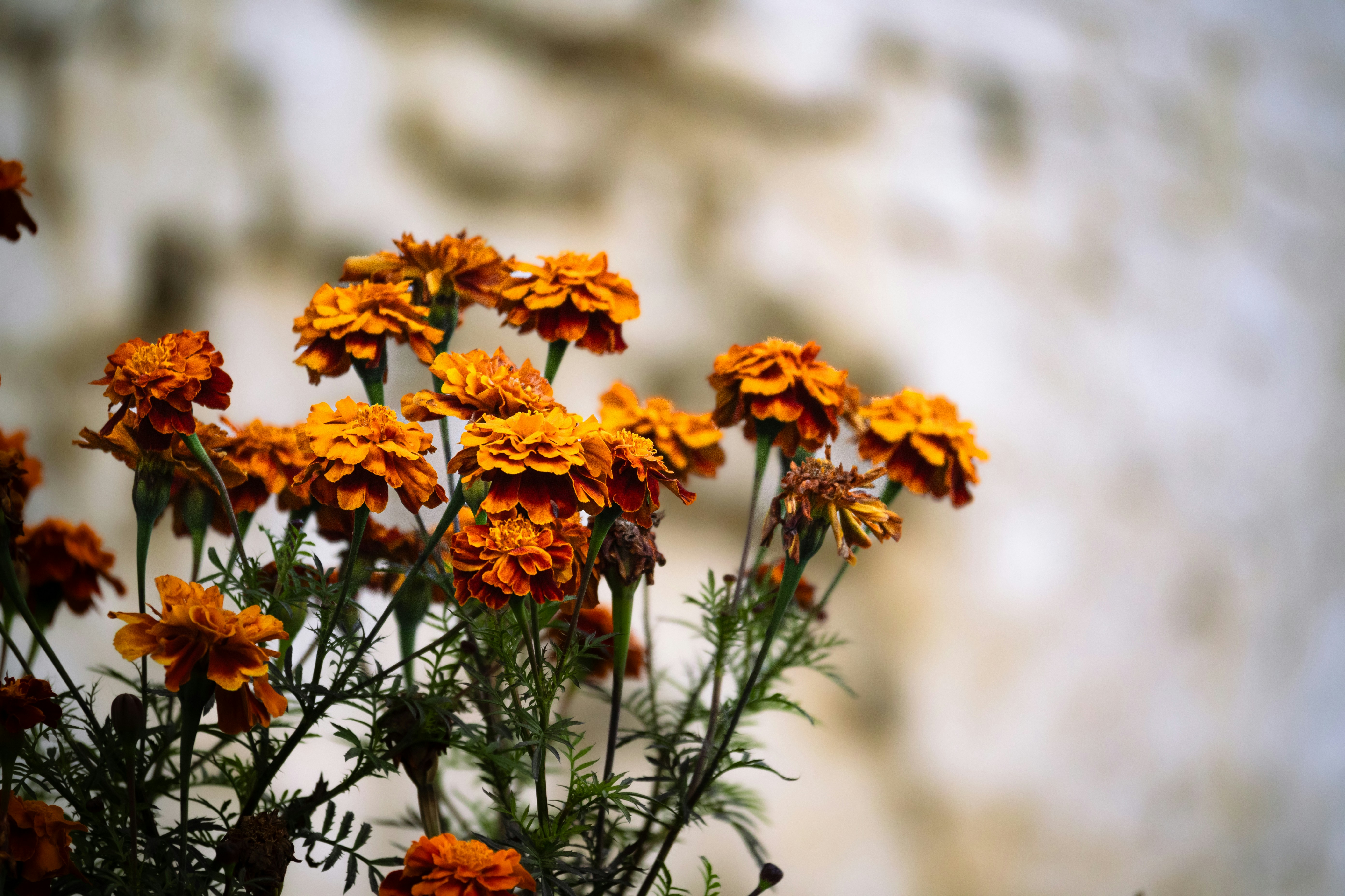 Photo by faheem_2911