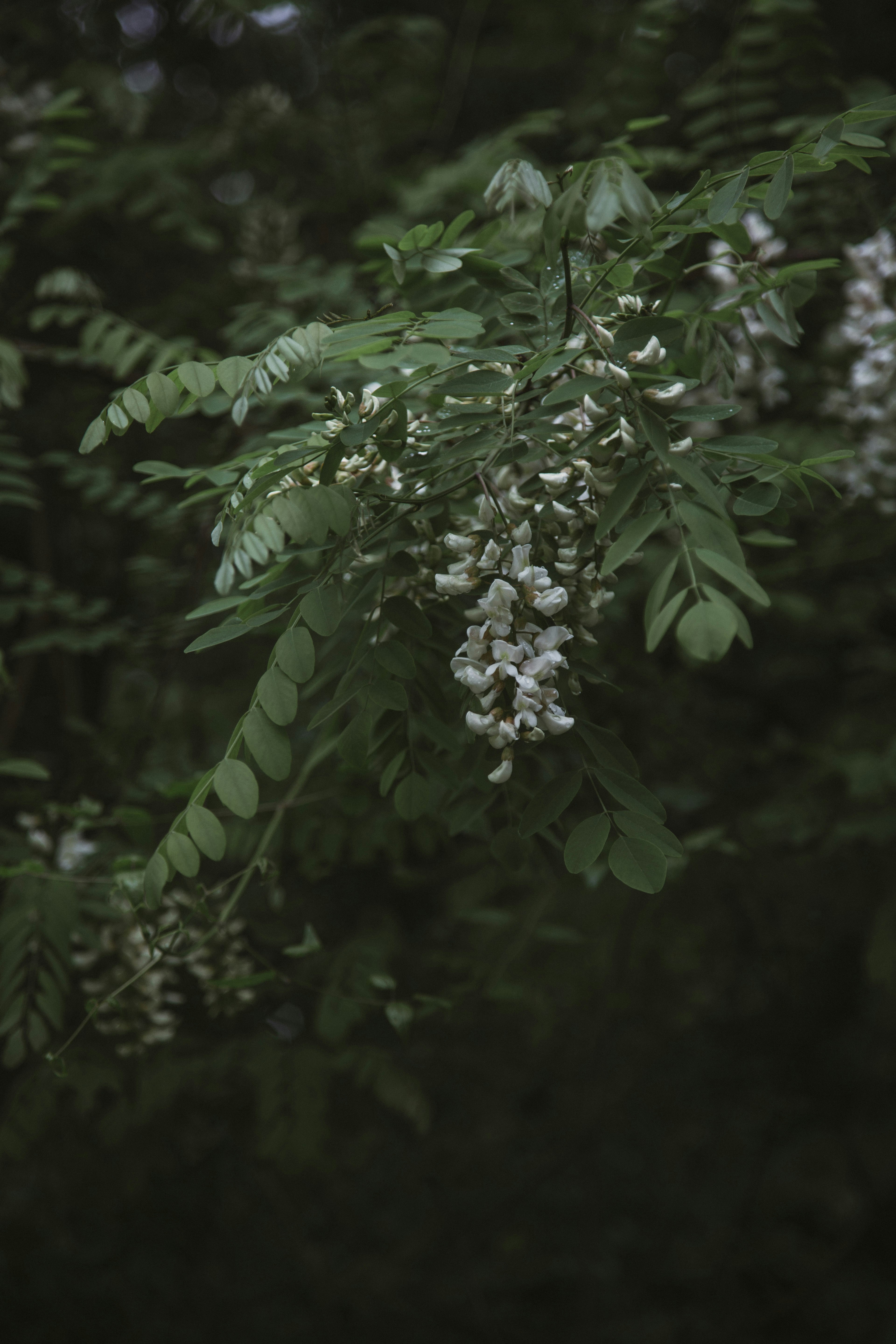 Photo by i_am_simoesse