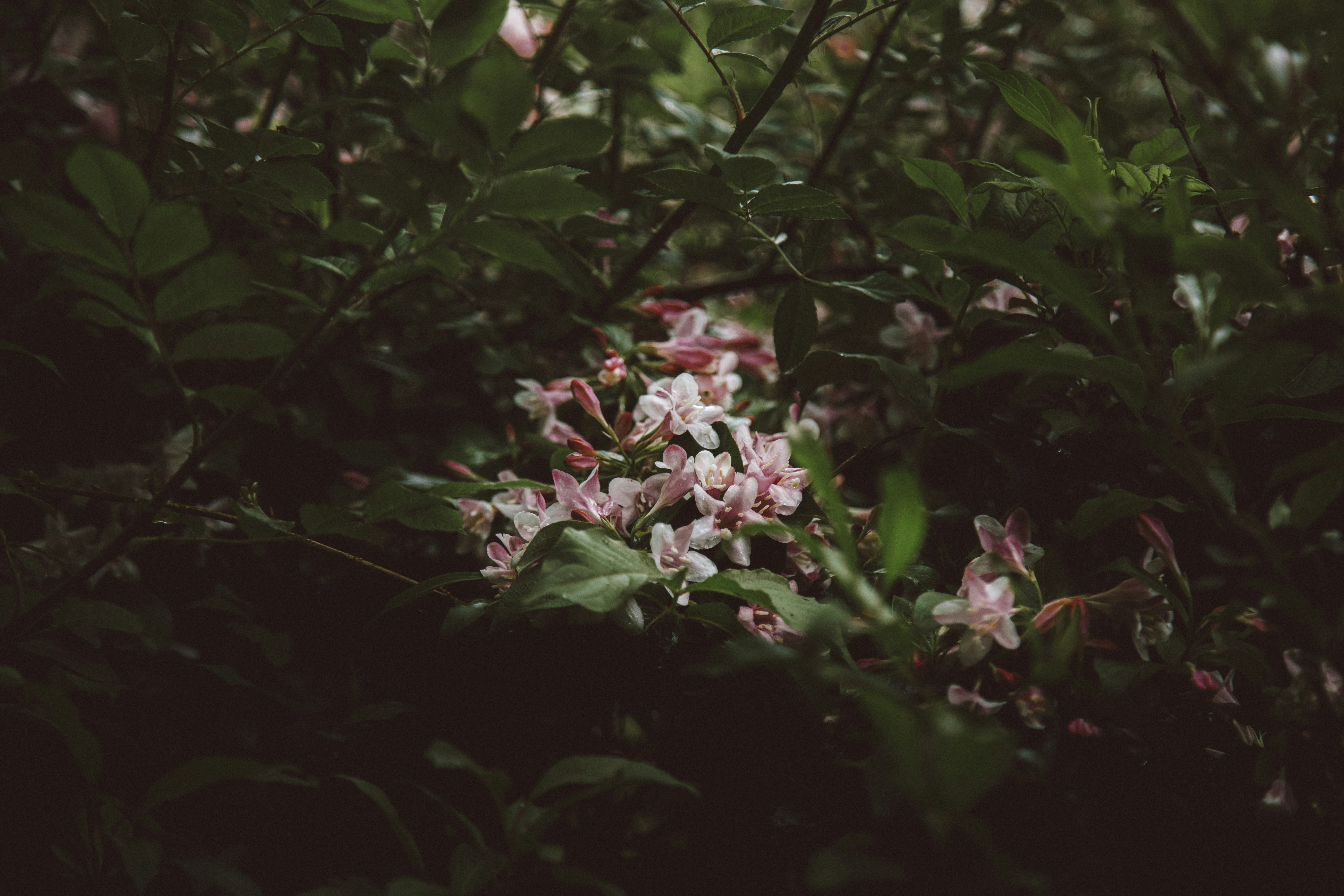 photo-1746798922207-6b3984ca3960?ixid=M3wxMjA3fDB8MXxzZWFyY2h8Nnx8bmF0dXJlJUUyJTgwJTk5cyUyMGdhcmRlbiUyMGNiZHxlbnwwfHx8fDE3NTM2MjE0MzR8MA\u0026ixlib=rb-4.1.0