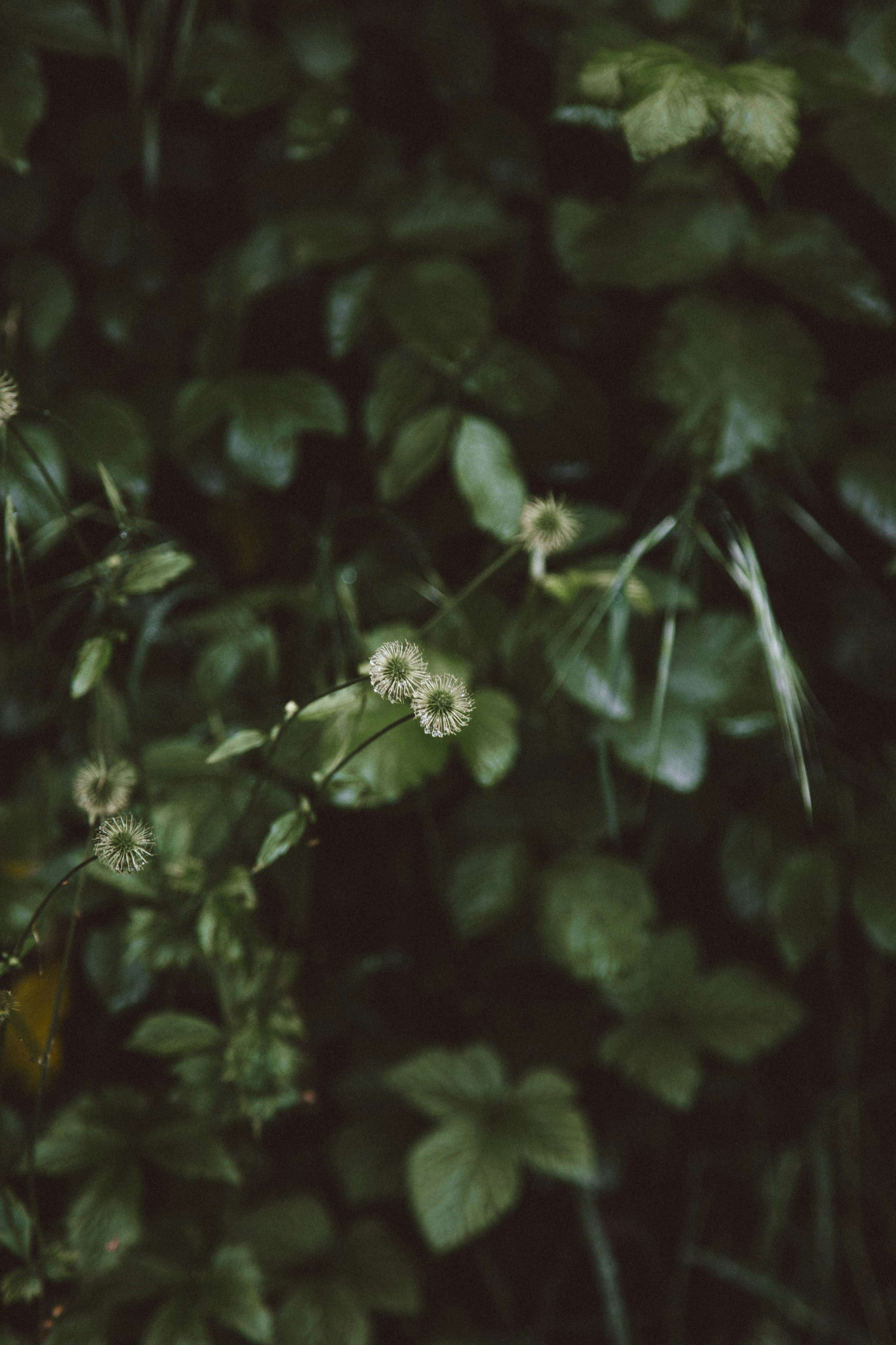 Photo by i_am_simoesse