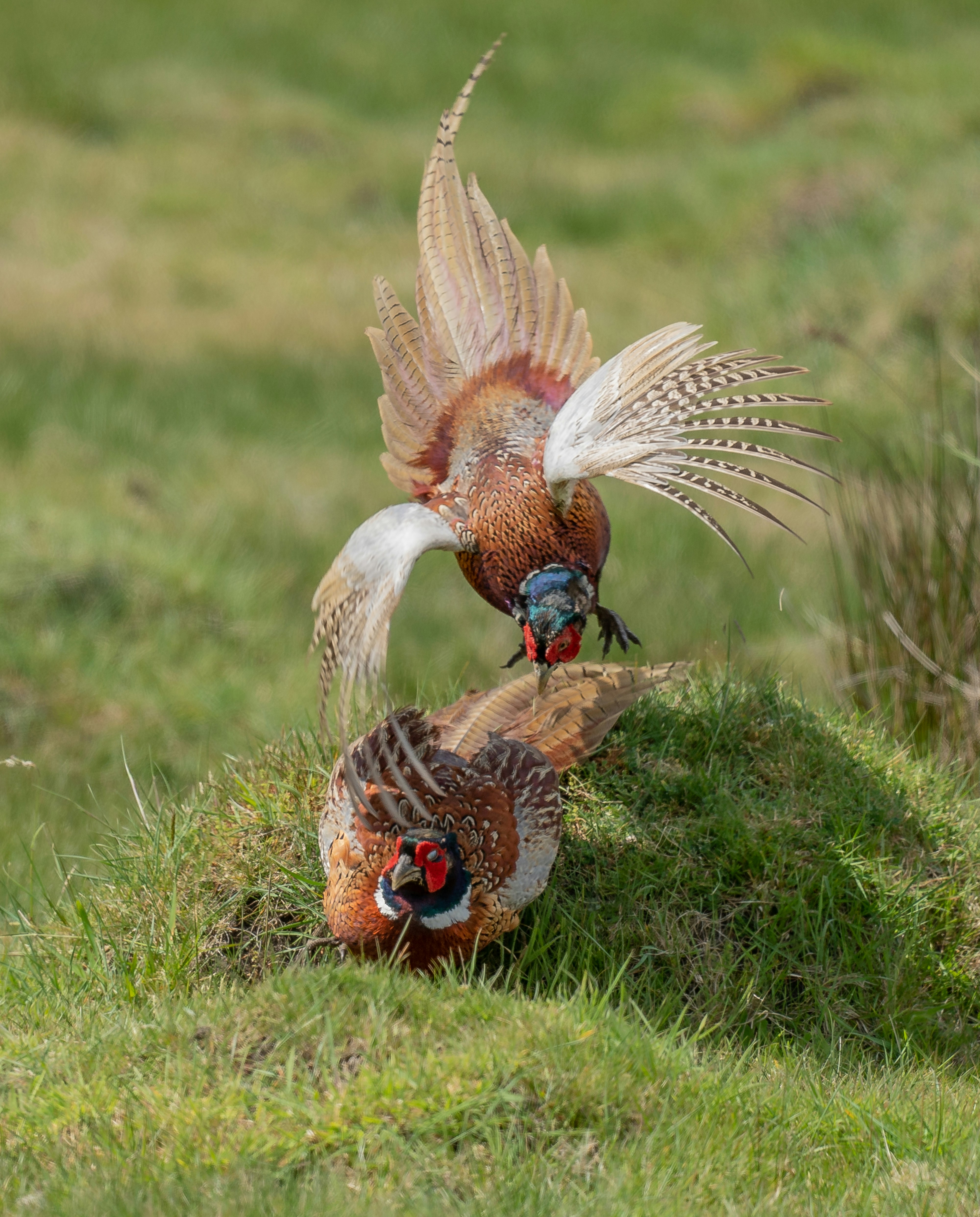 Pheasants are displaying with feathers spread.
