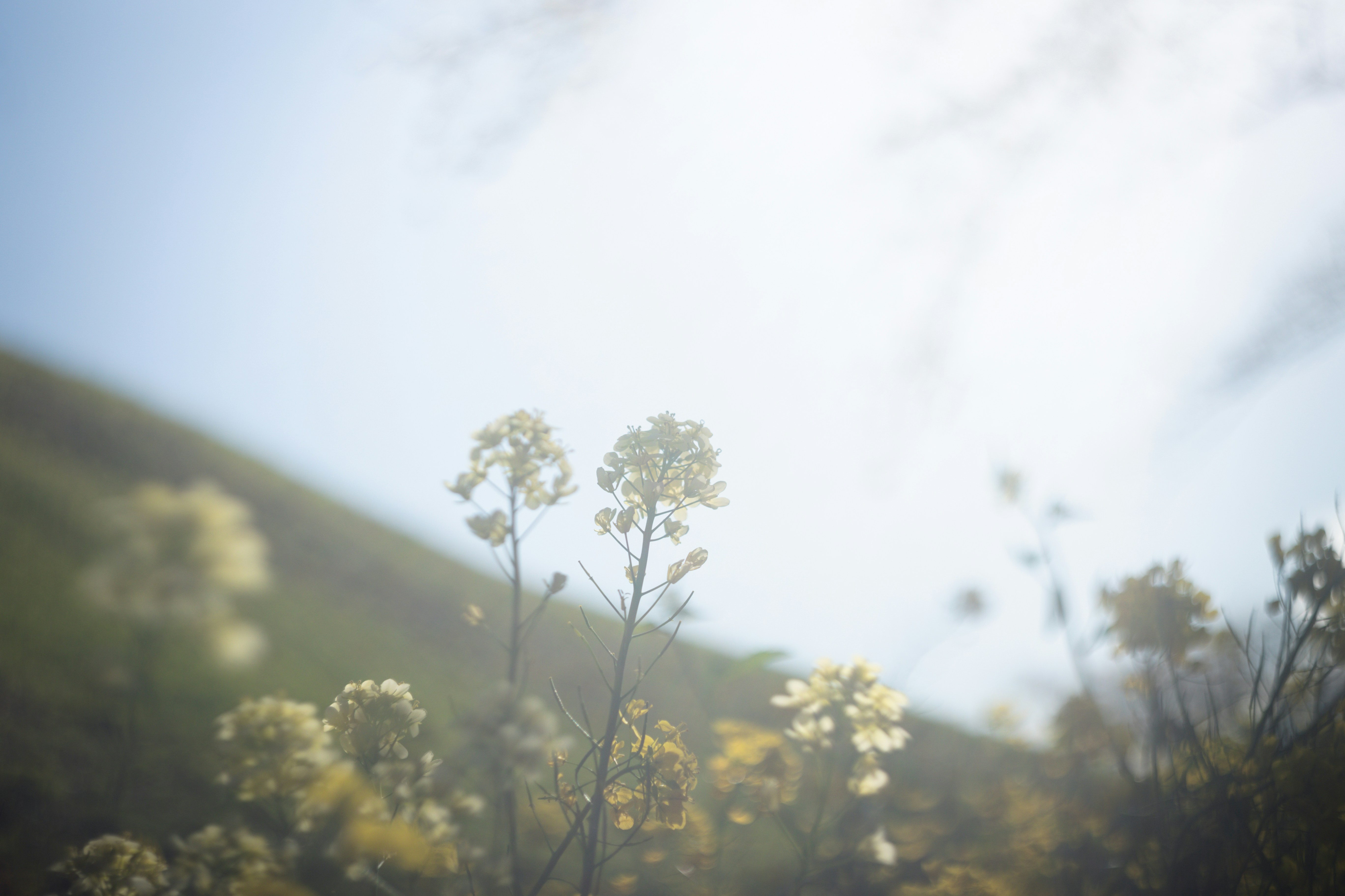 Des fleurs sauvages jaunes s’épanouissent sous un ciel lumineux.