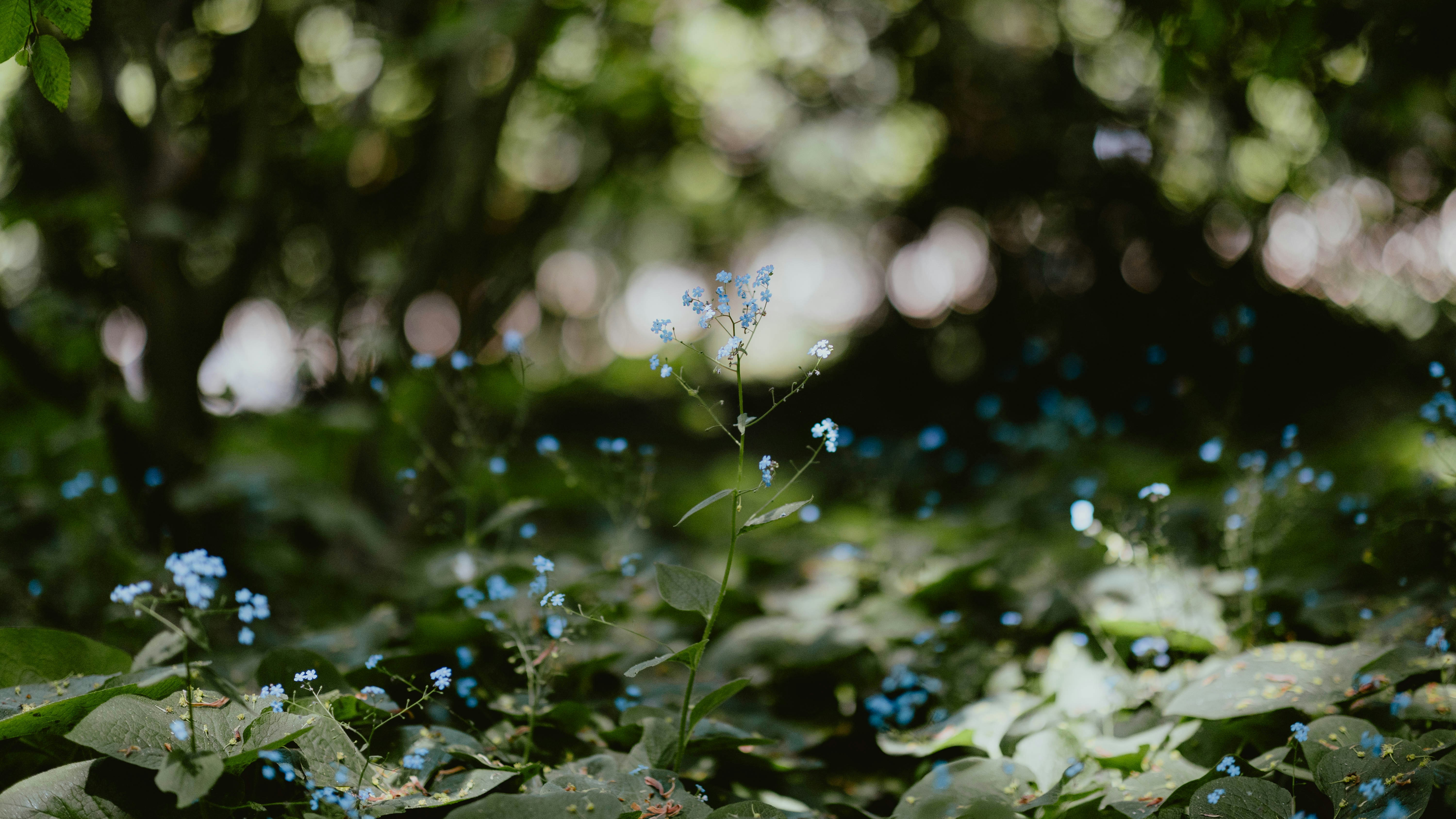 Photo by alingavriliuc