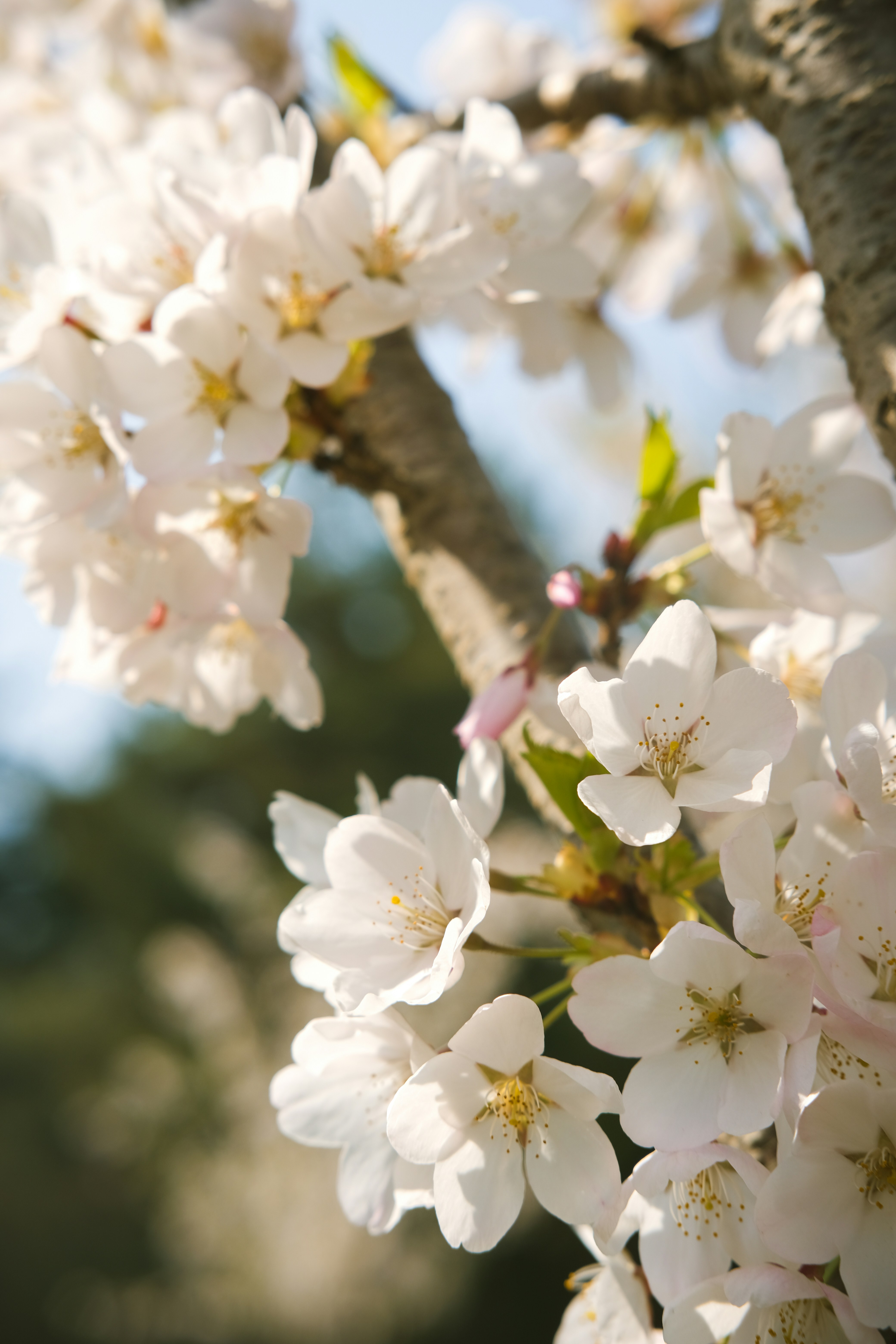 Cherry blossoms bloom beautifully in spring.