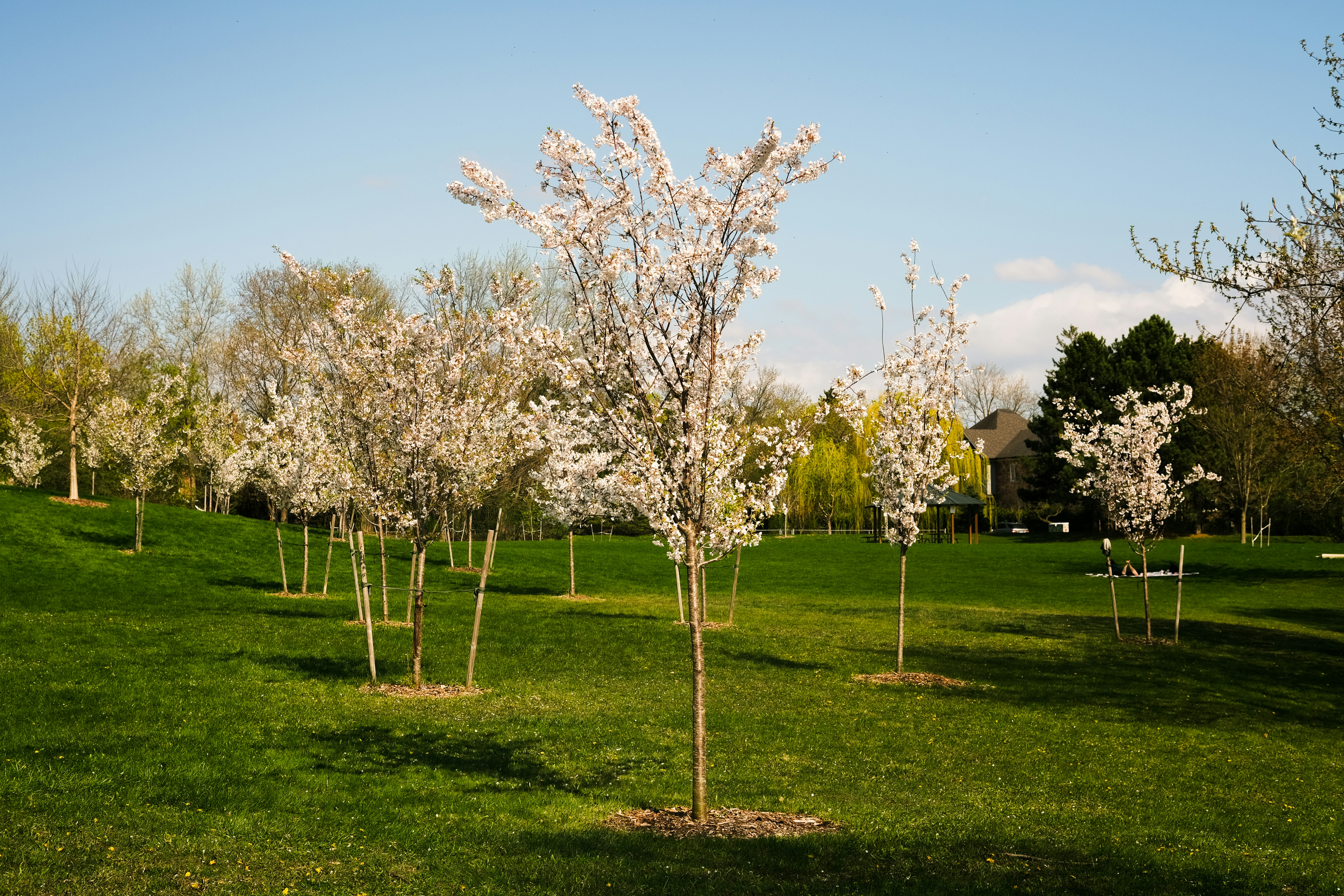 Cherry blossom trees bloom on a green field.