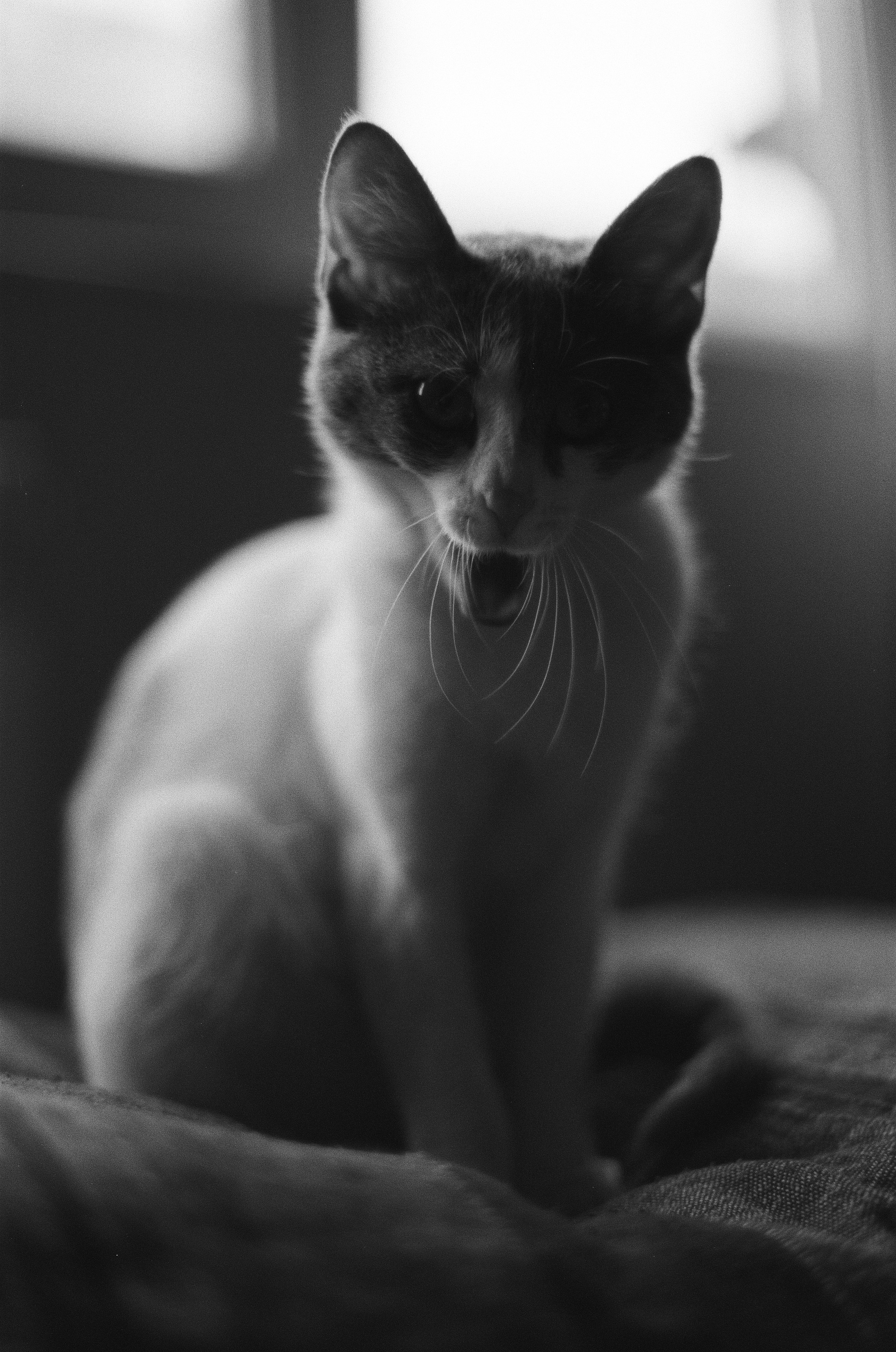 Photo by rafael_ishkhanyan