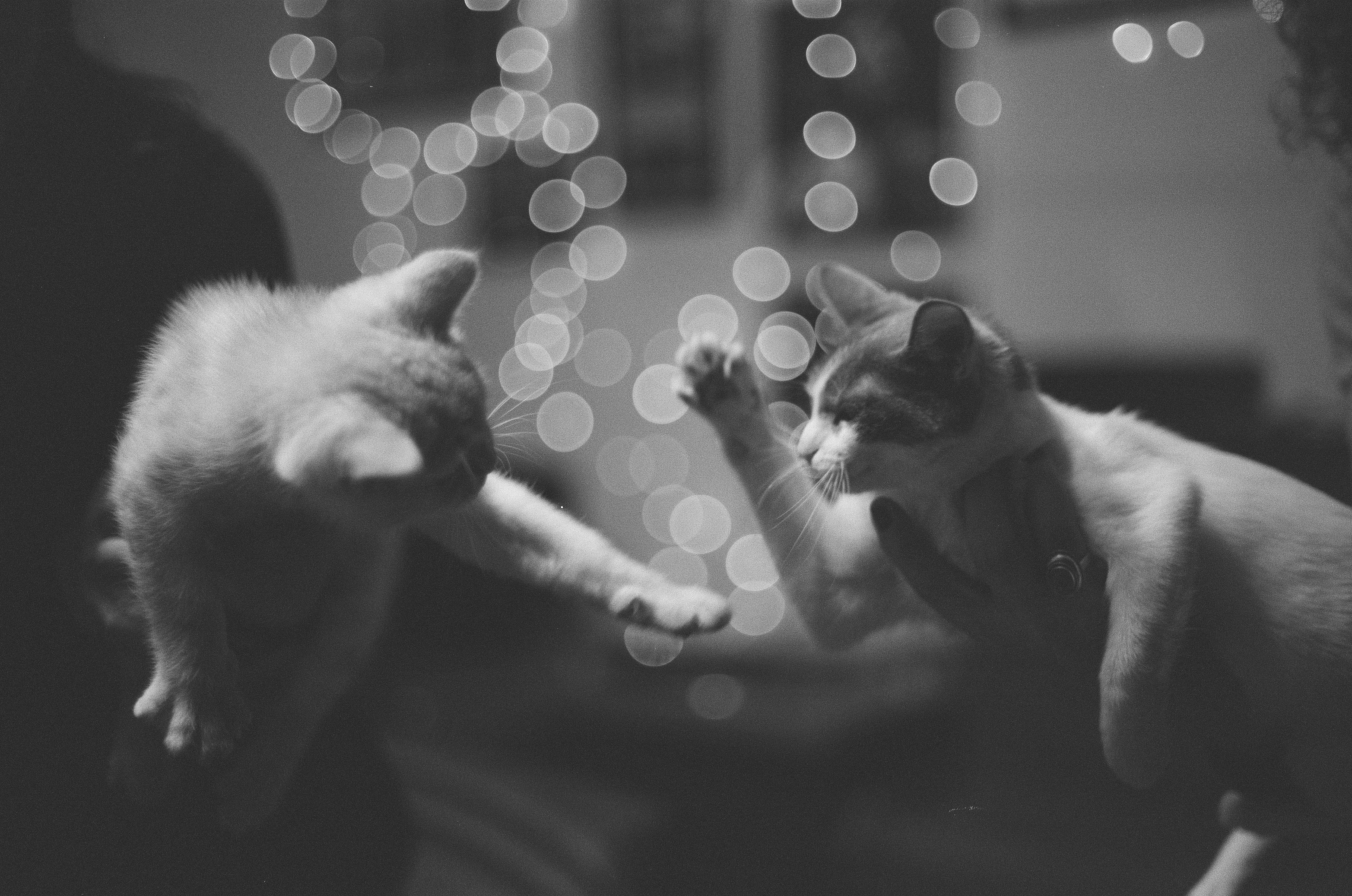 Фонд Dogecoin підтримує запуск ETF 21Shares DOGE на Nasdaq